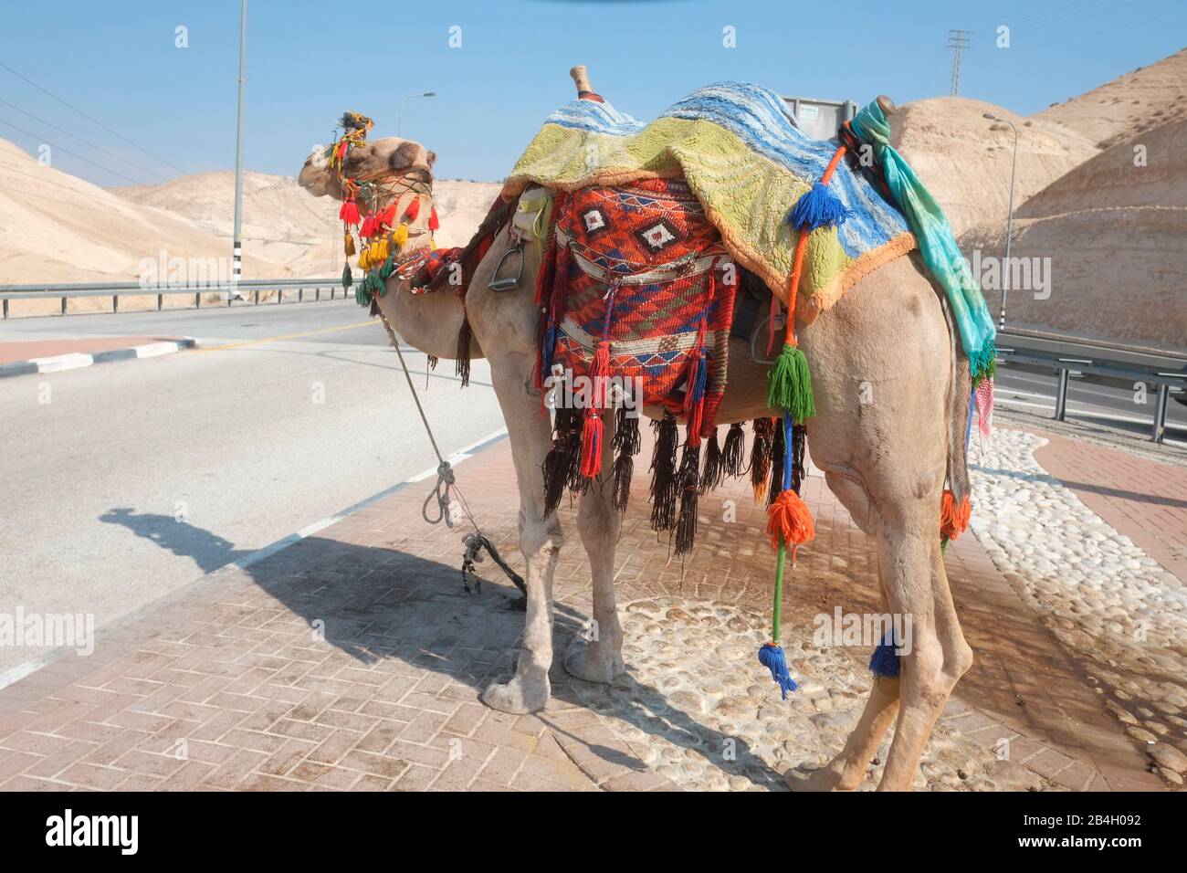 Dromedary camel, owned by Arabs, waits for a ride. Stock Photo