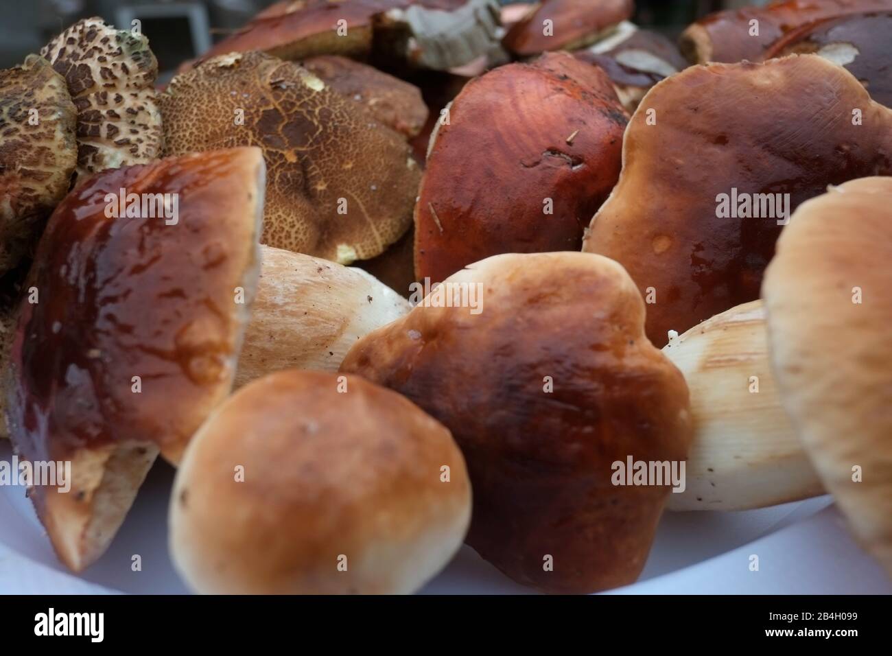 Freshly picked mushrooms - Boletus edulis Stock Photo