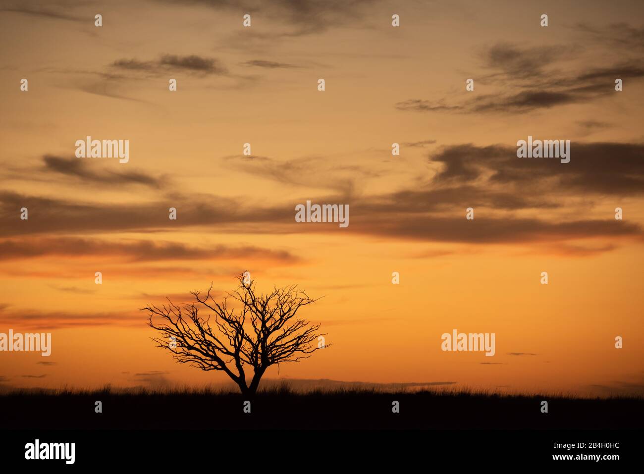 A silhouette of a dry tree, meaning of loneliness Stock Photo