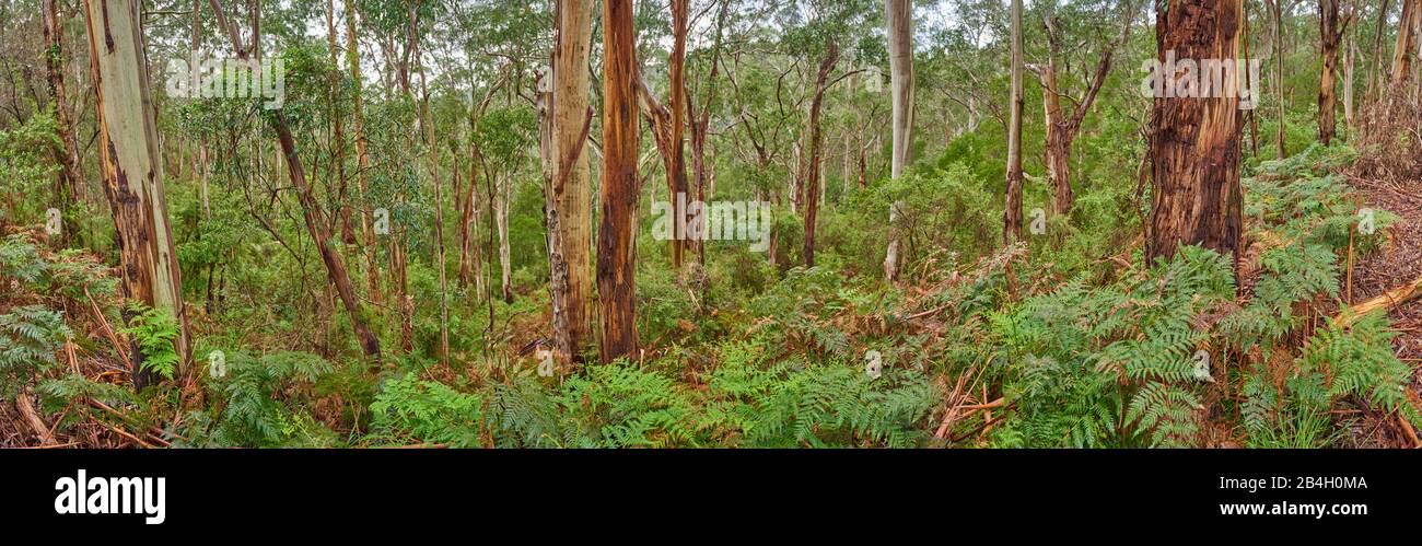 Blue Eucalyptus, Eucalyptus globulus, Rainforest, Great Otway National Park, Victoria, Australia, Oceania Stock Photo