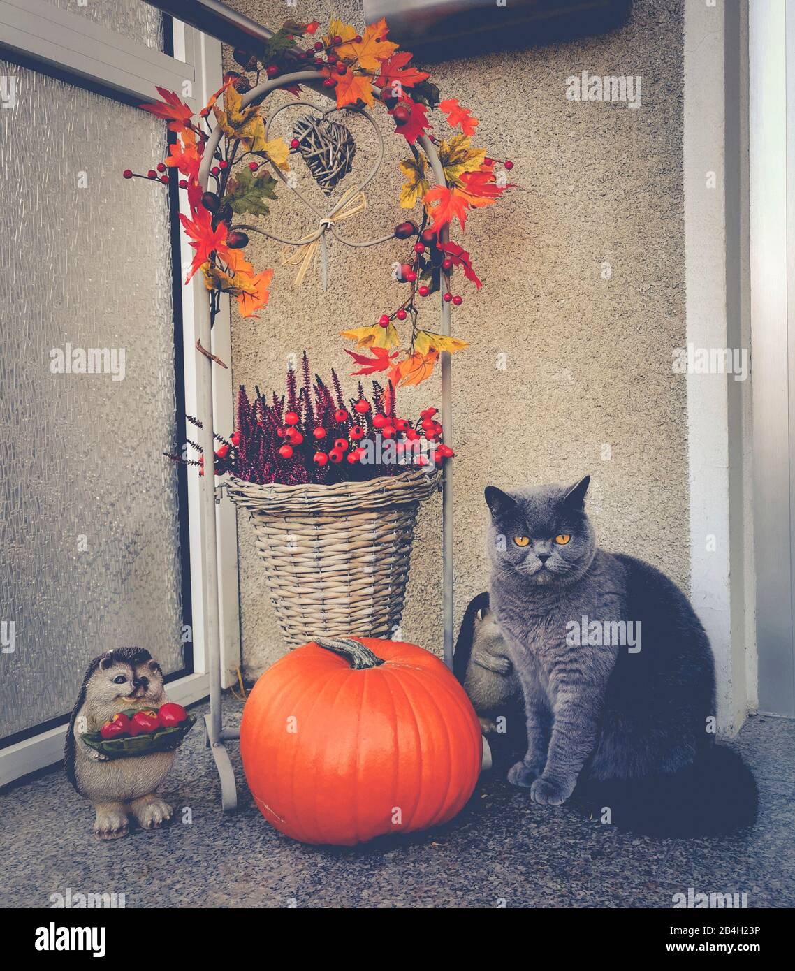 Cat, autumn, decoration Stock Photo