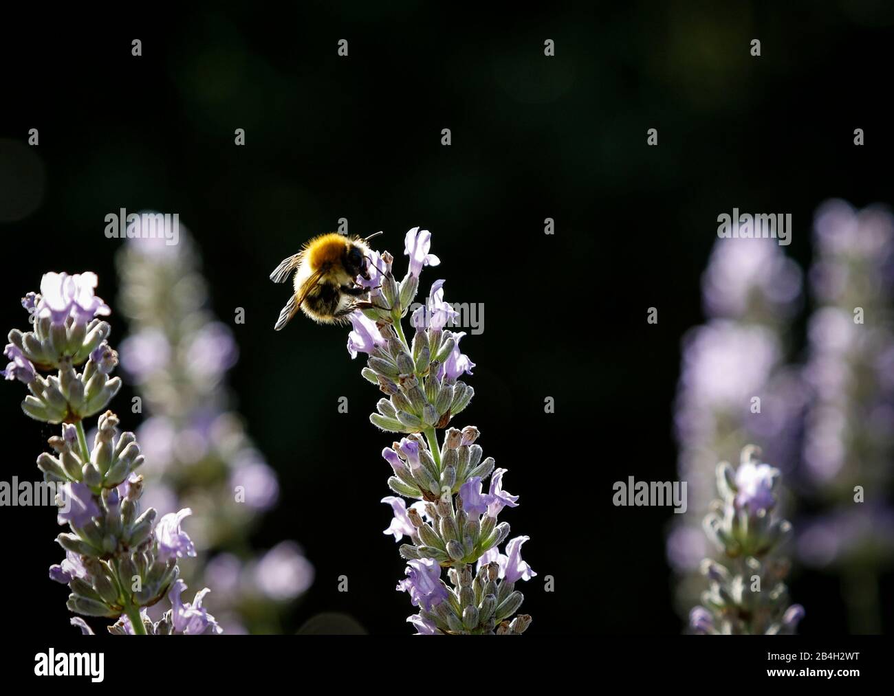 Field bumblebee on lavender Stock Photo