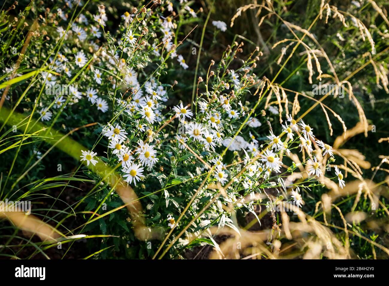 A bed of wild perennials and grasses in harmony Stock Photo