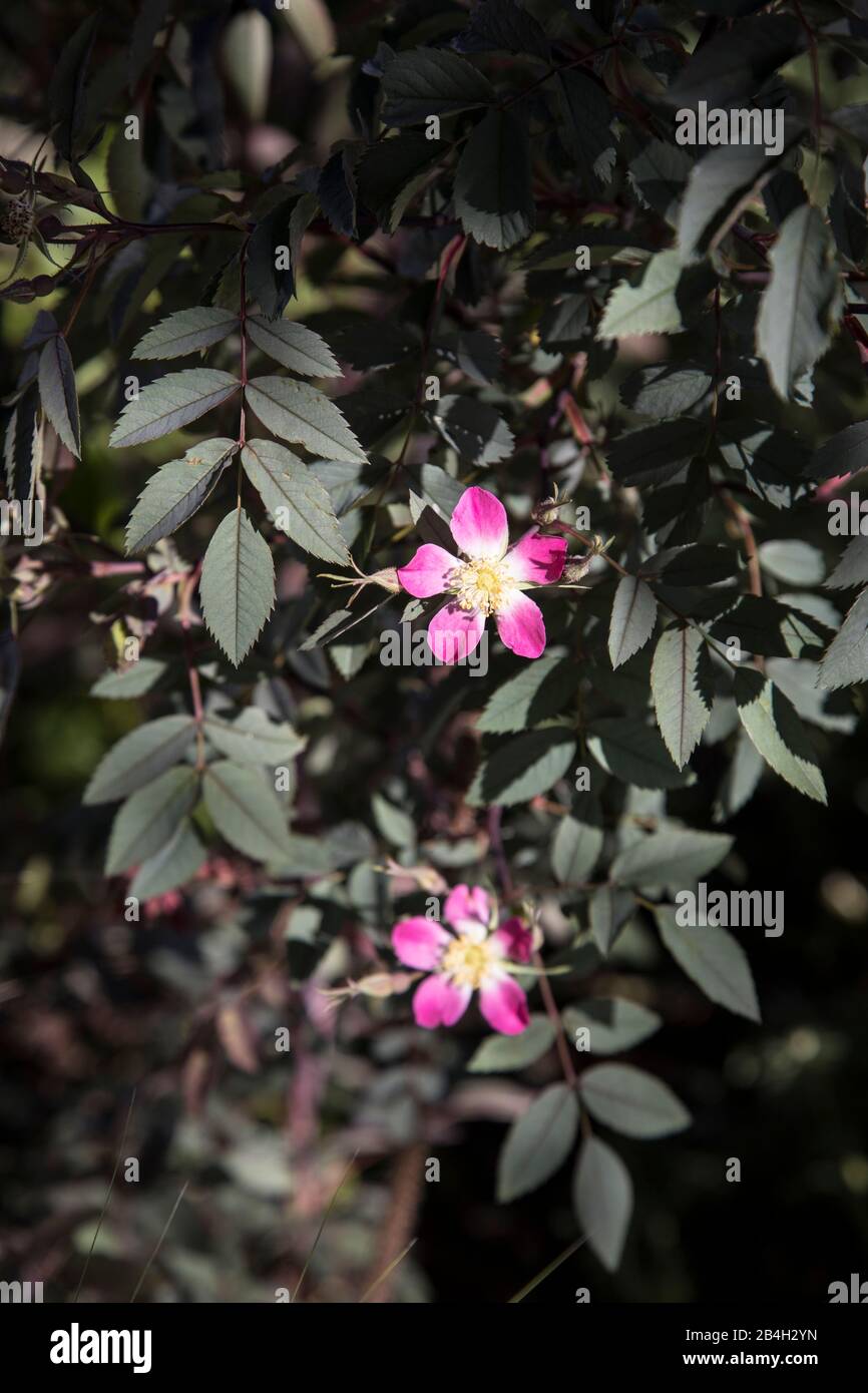 Wild Rose, Rosa Glauca with flowers Stock Photo