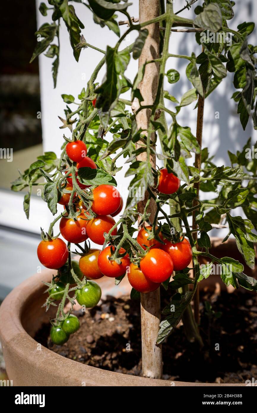 Closeup of a tomato bush with ripe tomatoes on a terrace Stock Photo