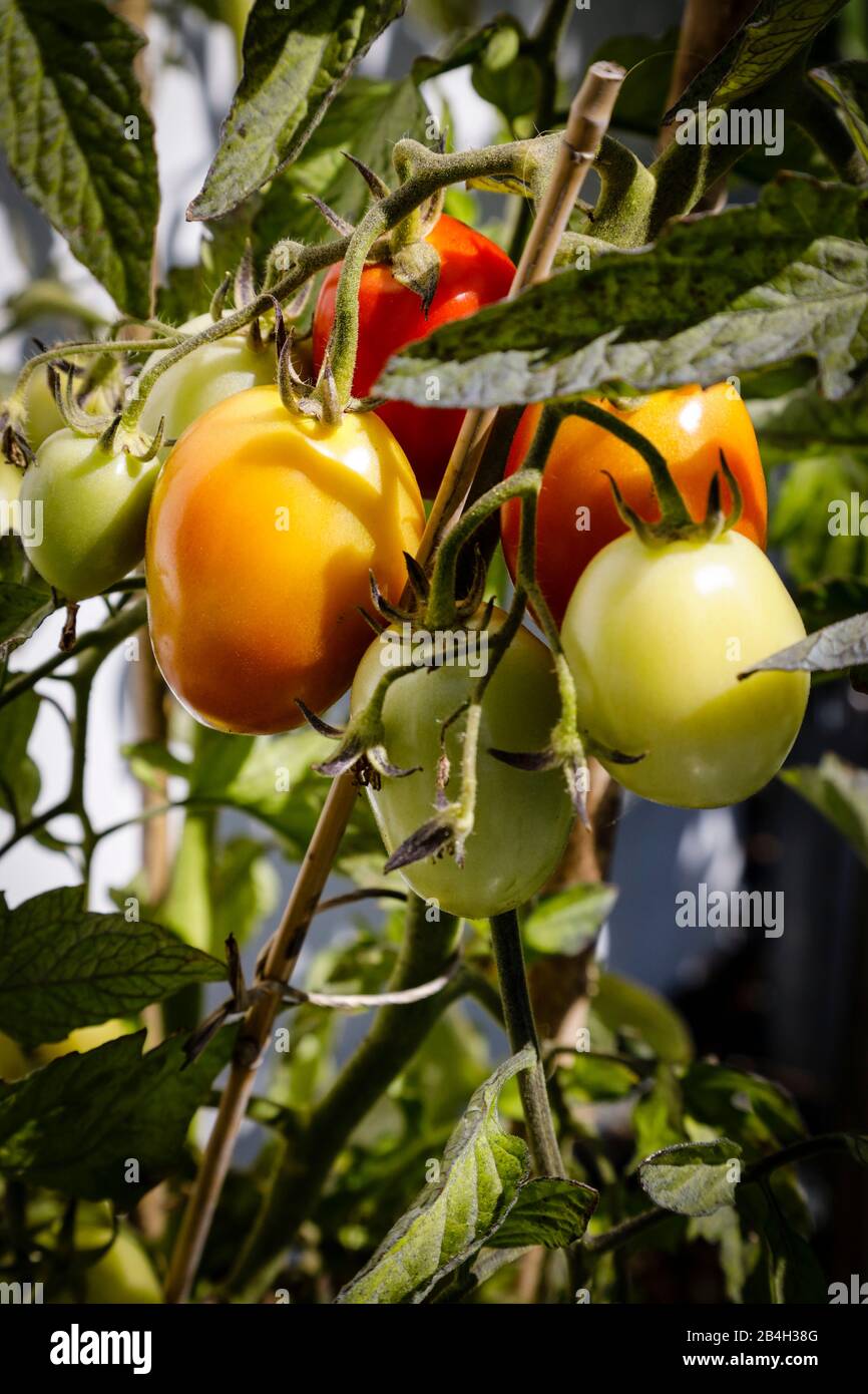 Close up ripe tomato hi-res stock photography and images - Alamy