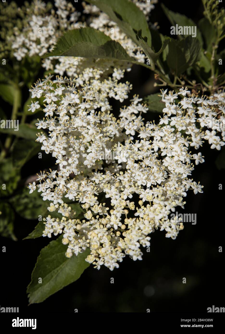 Elderberry bush, closeup of flowers Stock Photo
