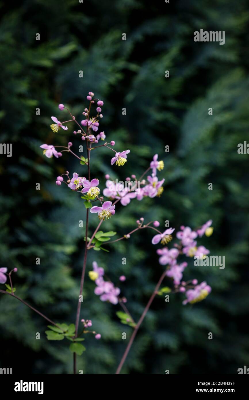 High meadow rue, flowers, close-up Stock Photo