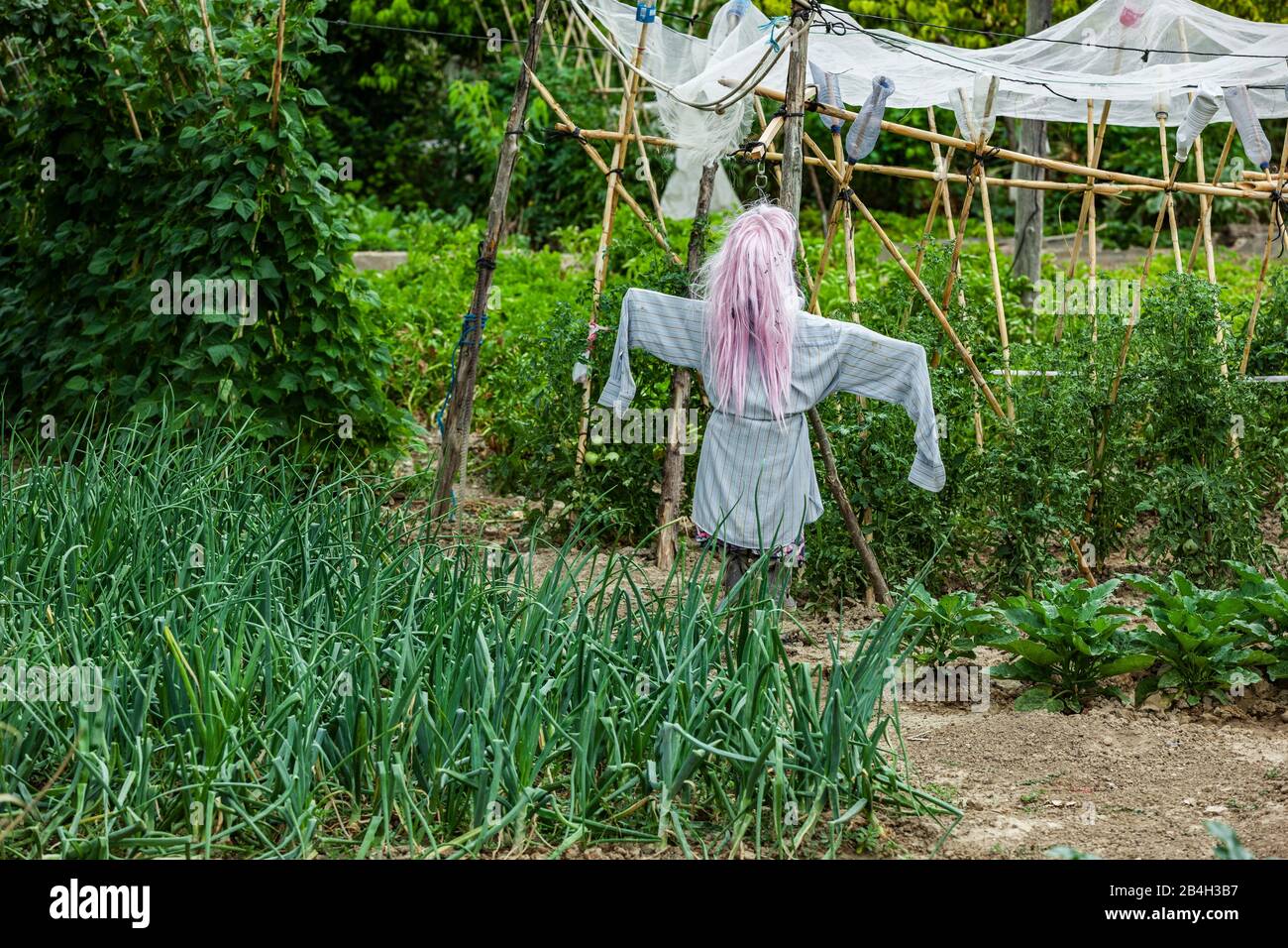 Scarecrow with pink hair wig Stock Photo