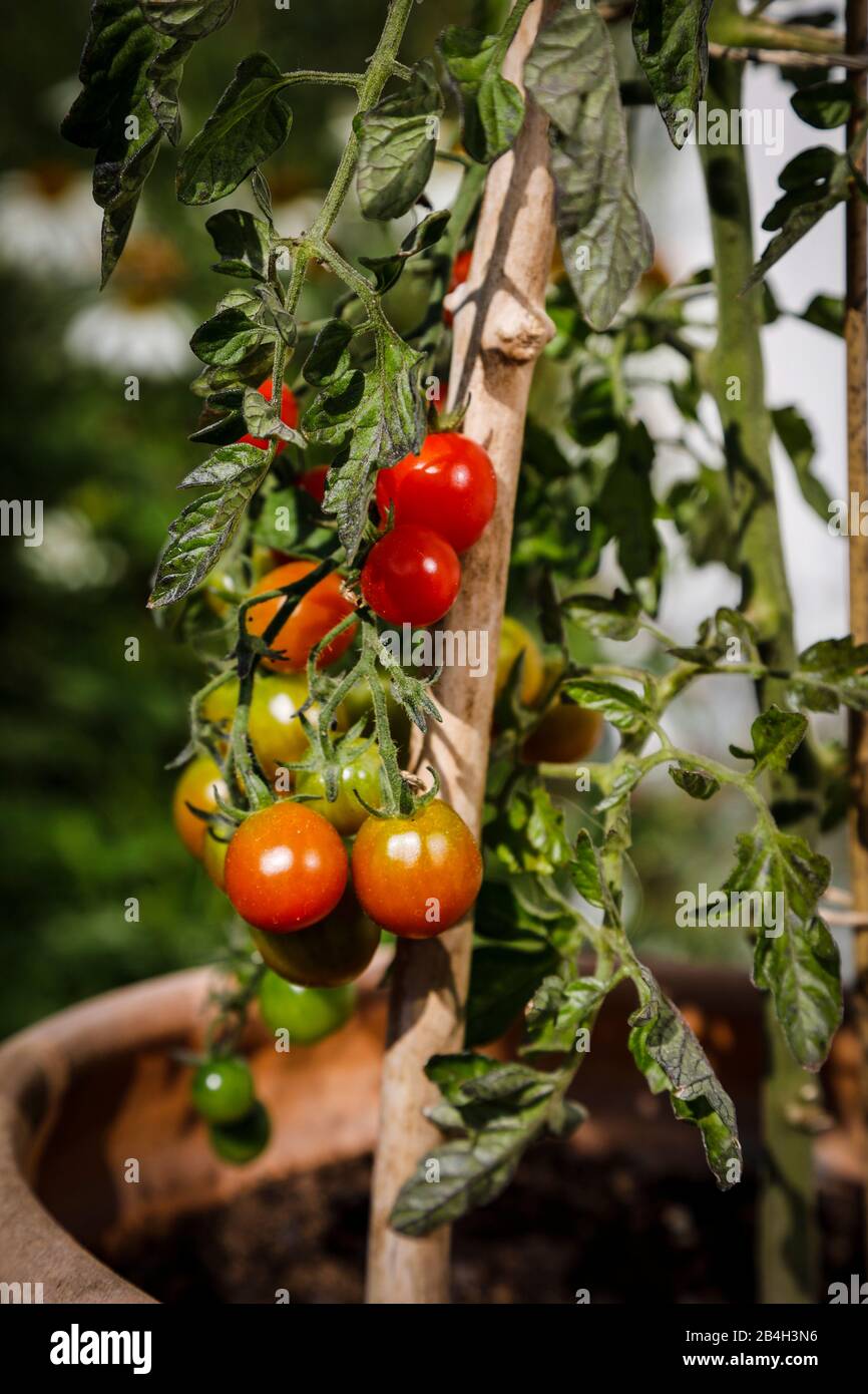Tomato shrub with different ripe tomatoes in the plant pot Stock Photo