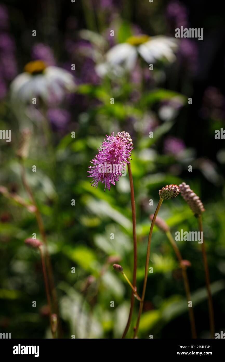 japanese meadow button in the perennial border Stock Photo