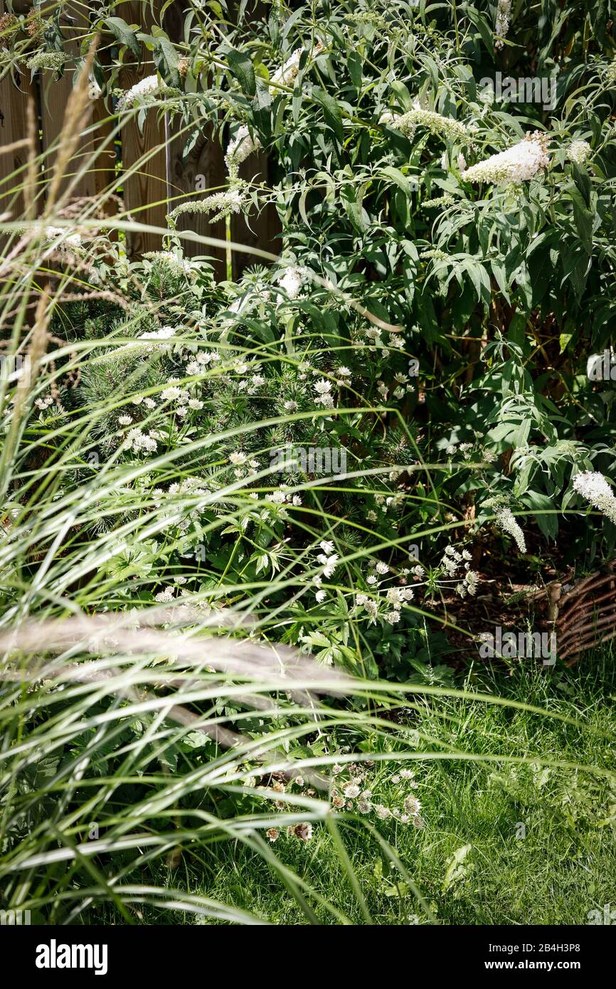 Perennial flowerbed in the garden with grasses in the foreground Stock Photo
