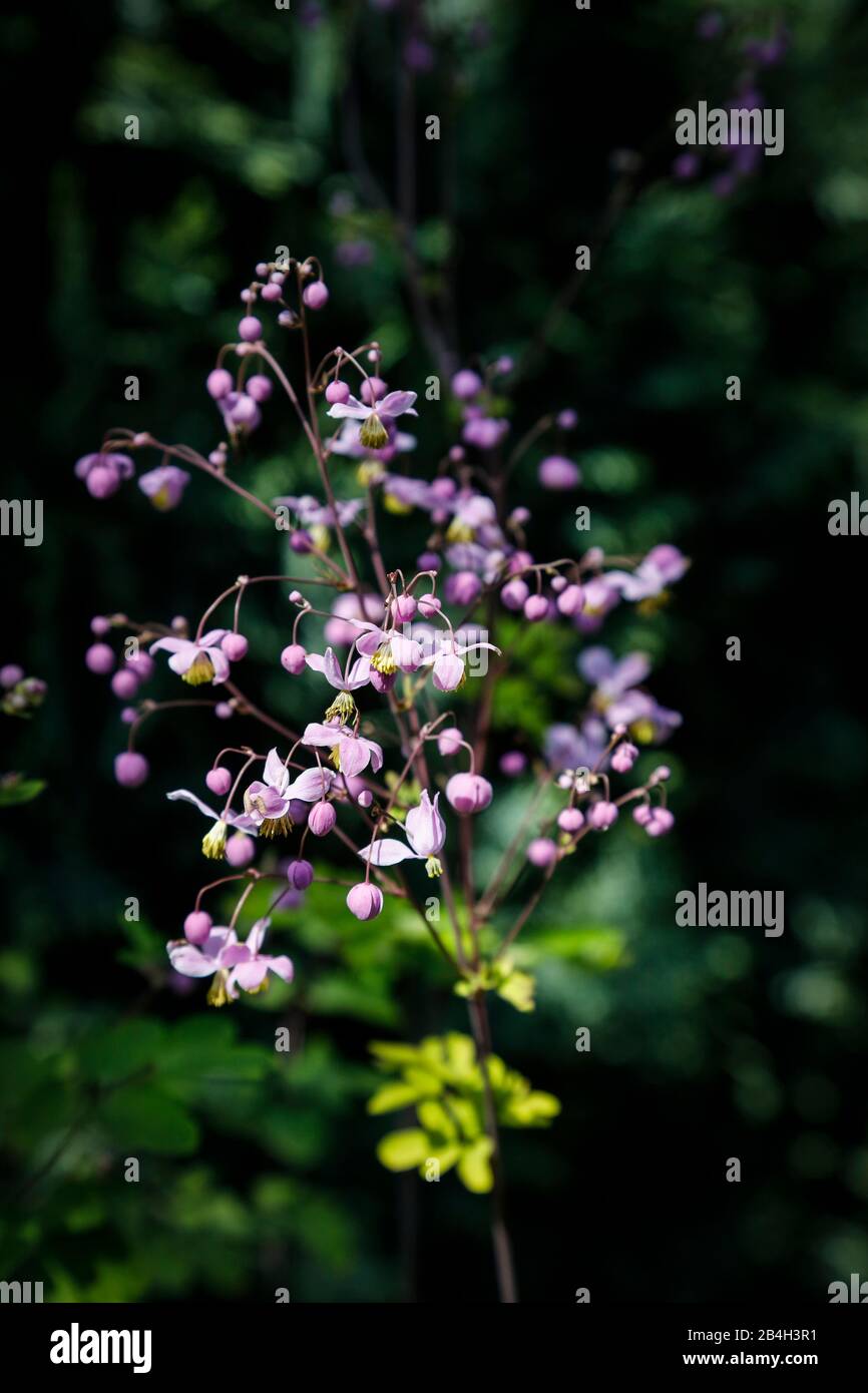 Magnificent meadow rue 'Elin' Stock Photo