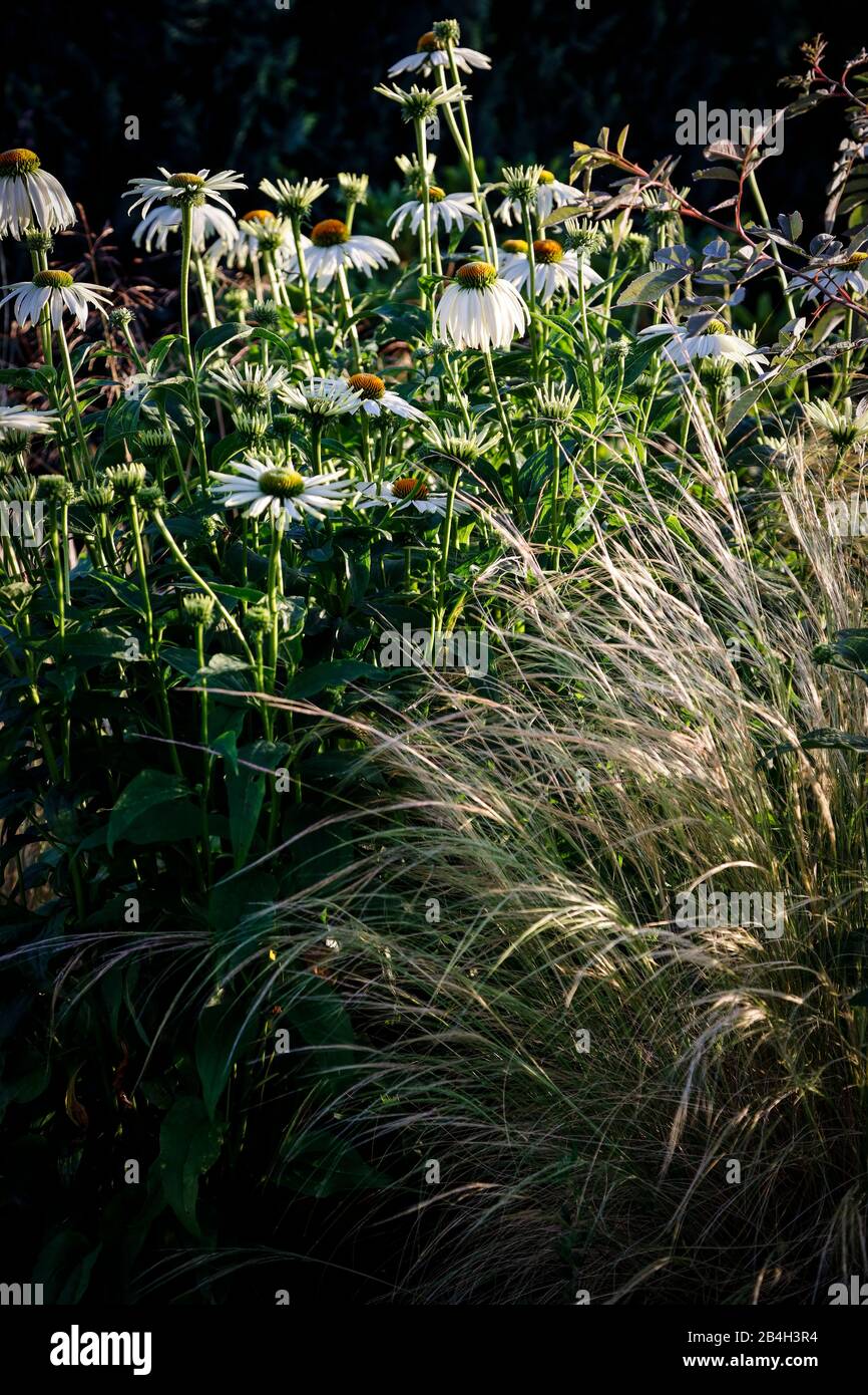 Perennial flowerbed with grasses and Echinacea Stock Photo