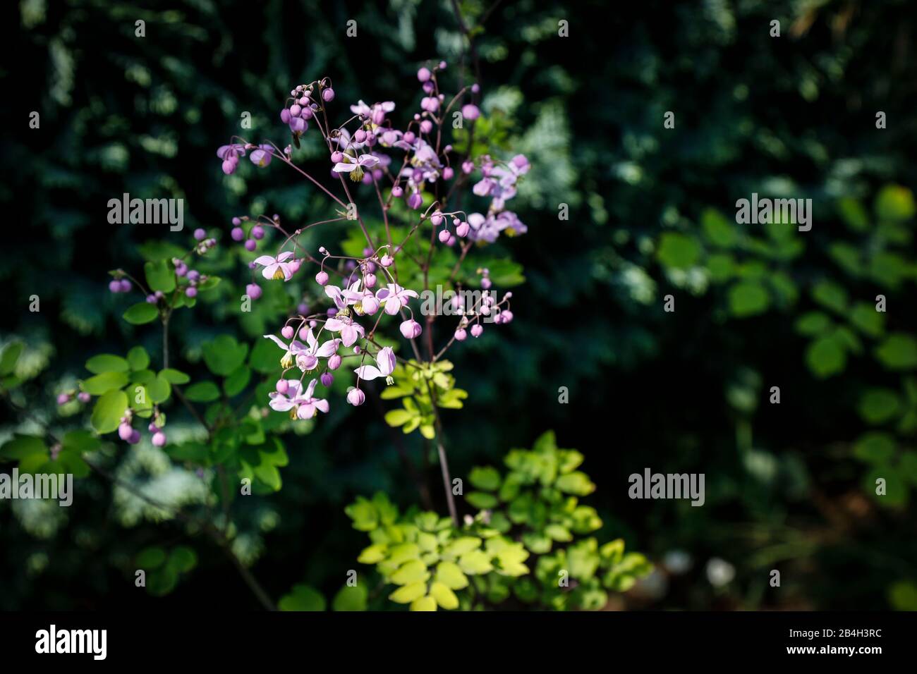 Magnificent meadow rue 'Elin' Stock Photo