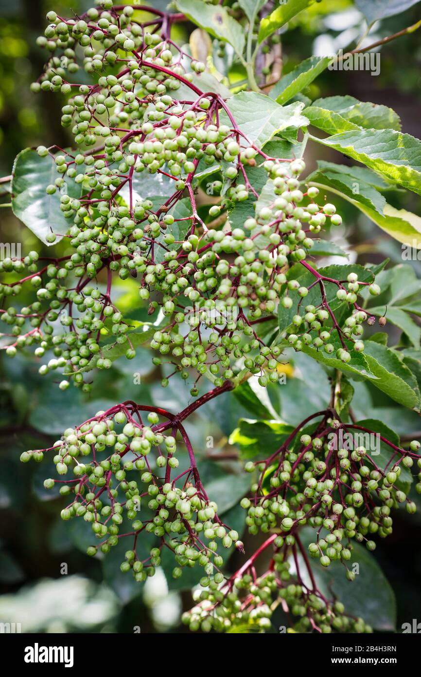 Elderberries on the bush, close-up Stock Photo