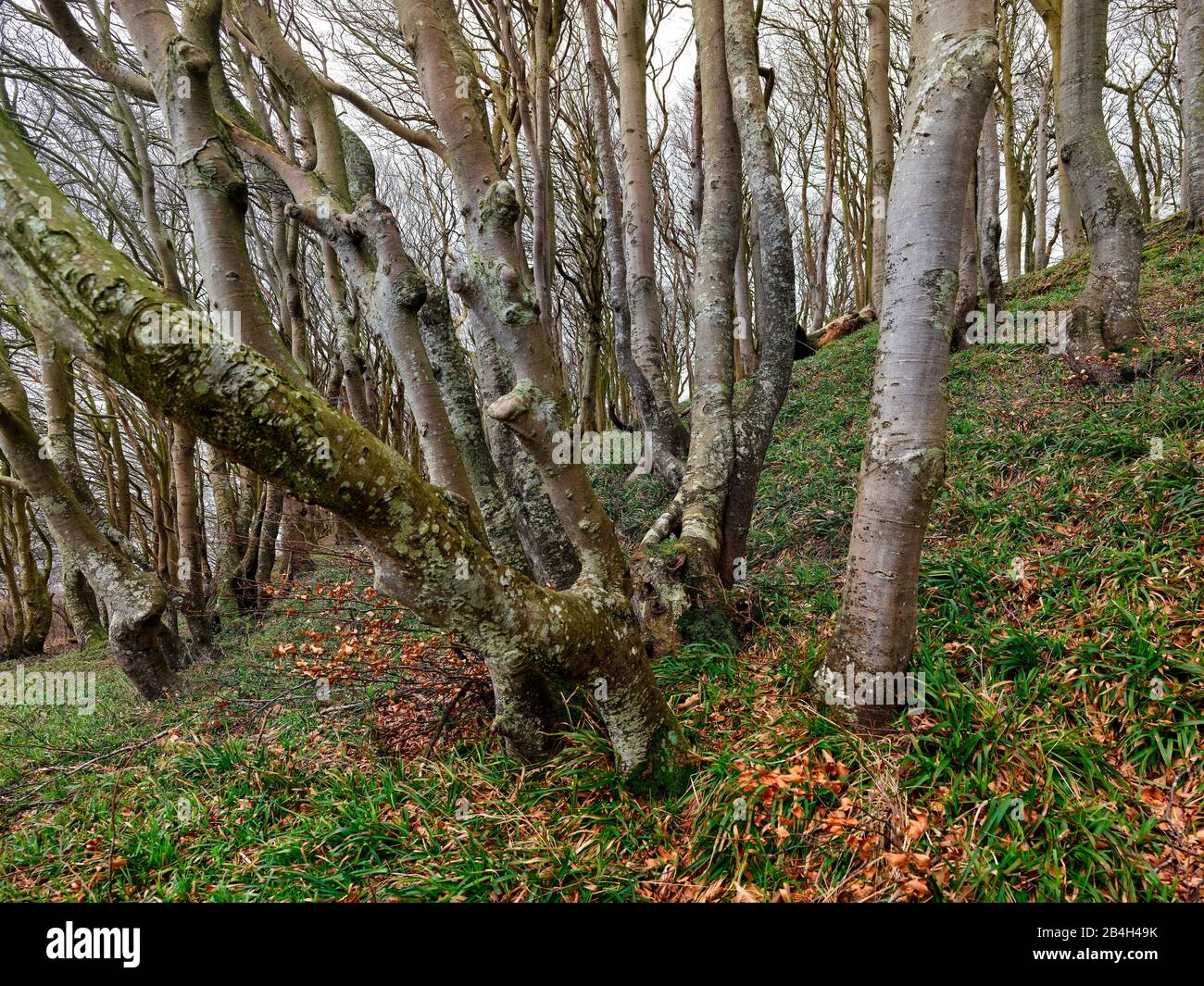 The Schleswig Holstein Open Source Pipe Dream is a Billion Dollar Digital Suicide Note