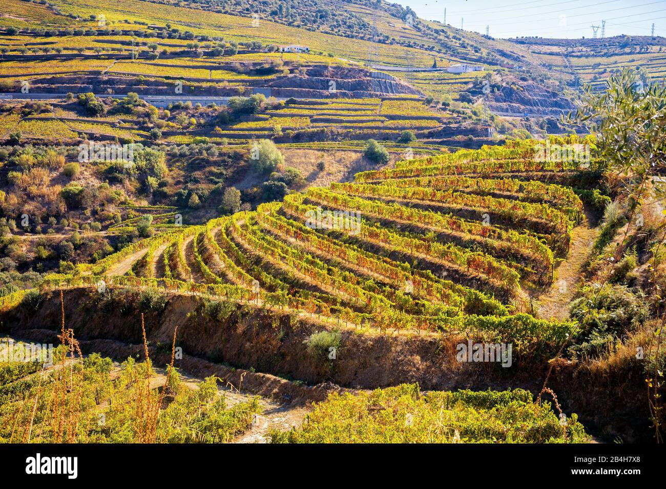 Viniculture in the Douro Valley, Portugal Stock Photo
