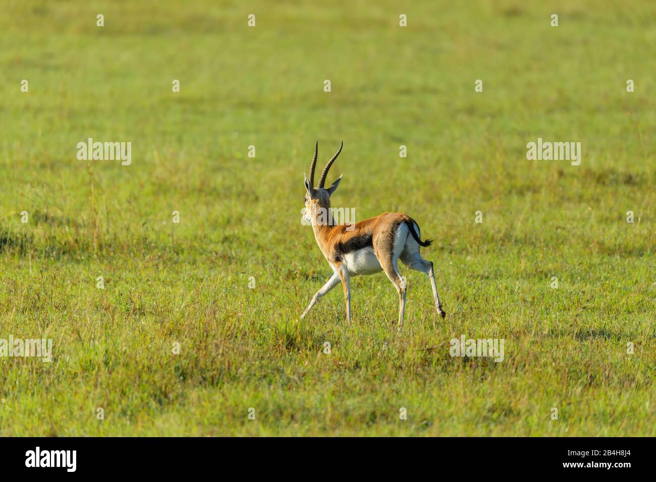 Thomsons Gazelle, Eudorcas thomsonii, male running, Masai Mara National ...