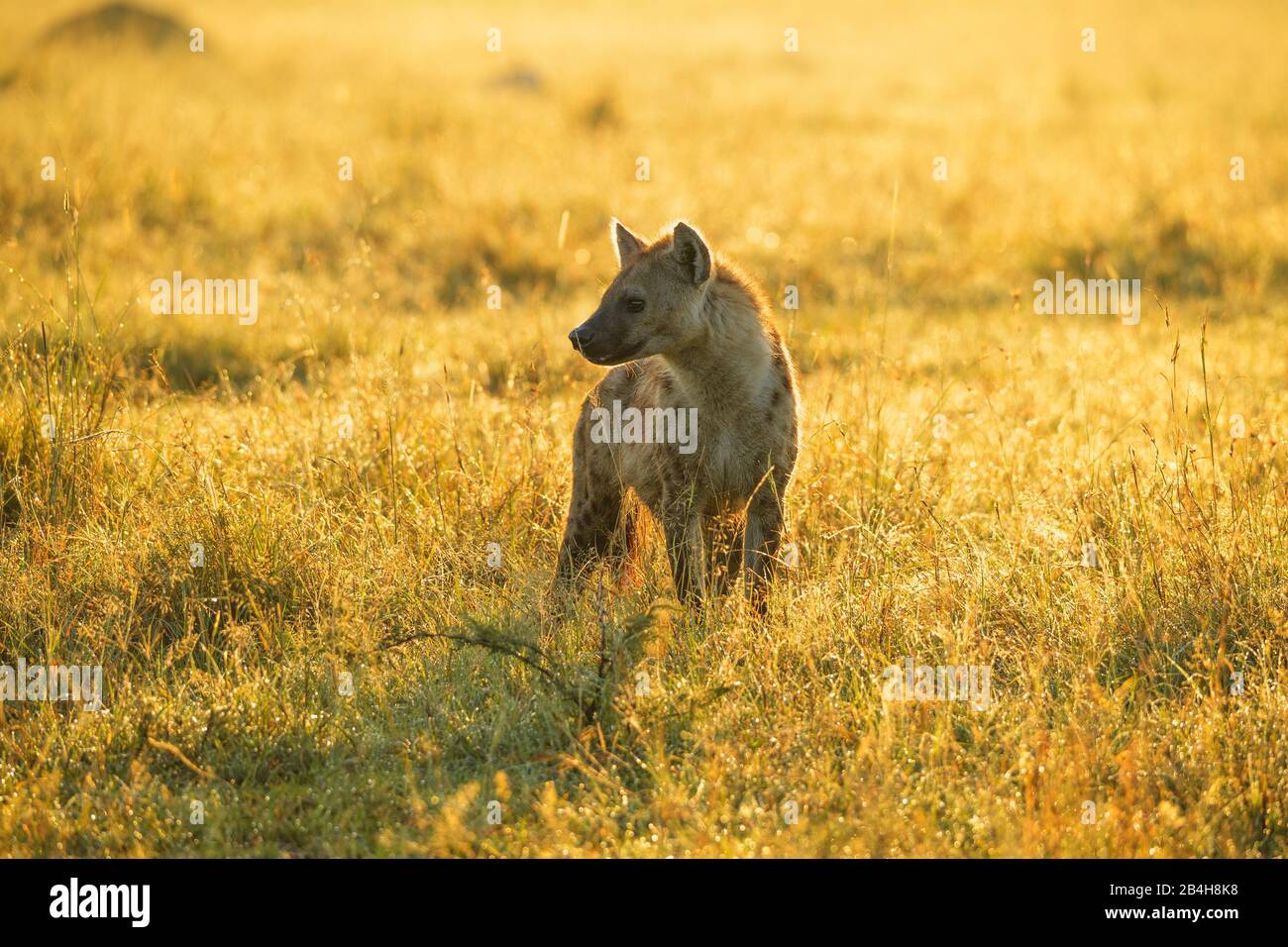 Spotted hyena, Crocuta crocuta, Masai Mara National Reserve, Kenya