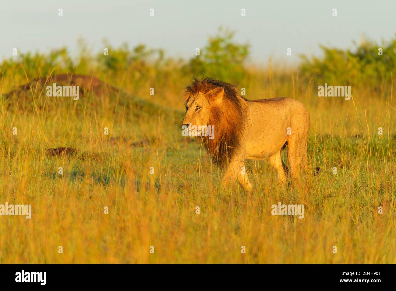 African lion, Panthera Leo, Male, Masai Mara National Reserve, Kenya ...
