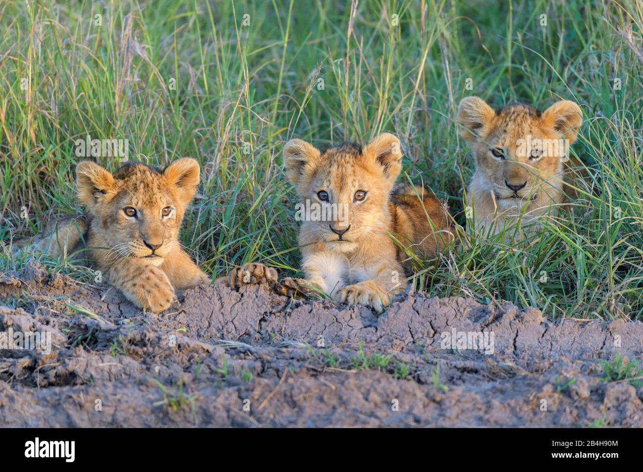 African lion, Panthera Leo, three cubs, Masai Mara National Reserve, Kenya, Africa Stock Photo