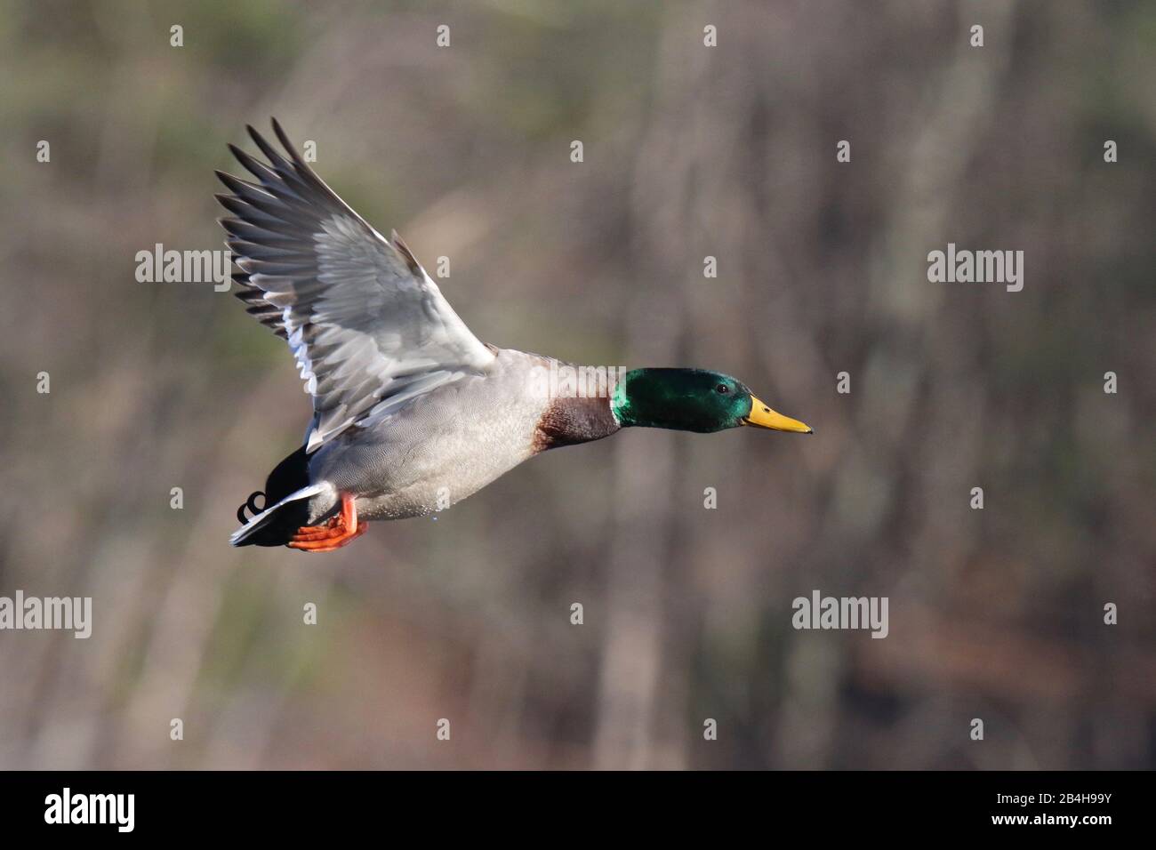 A drake mallard duck Anas platyrhynchos in flight Stock Photo