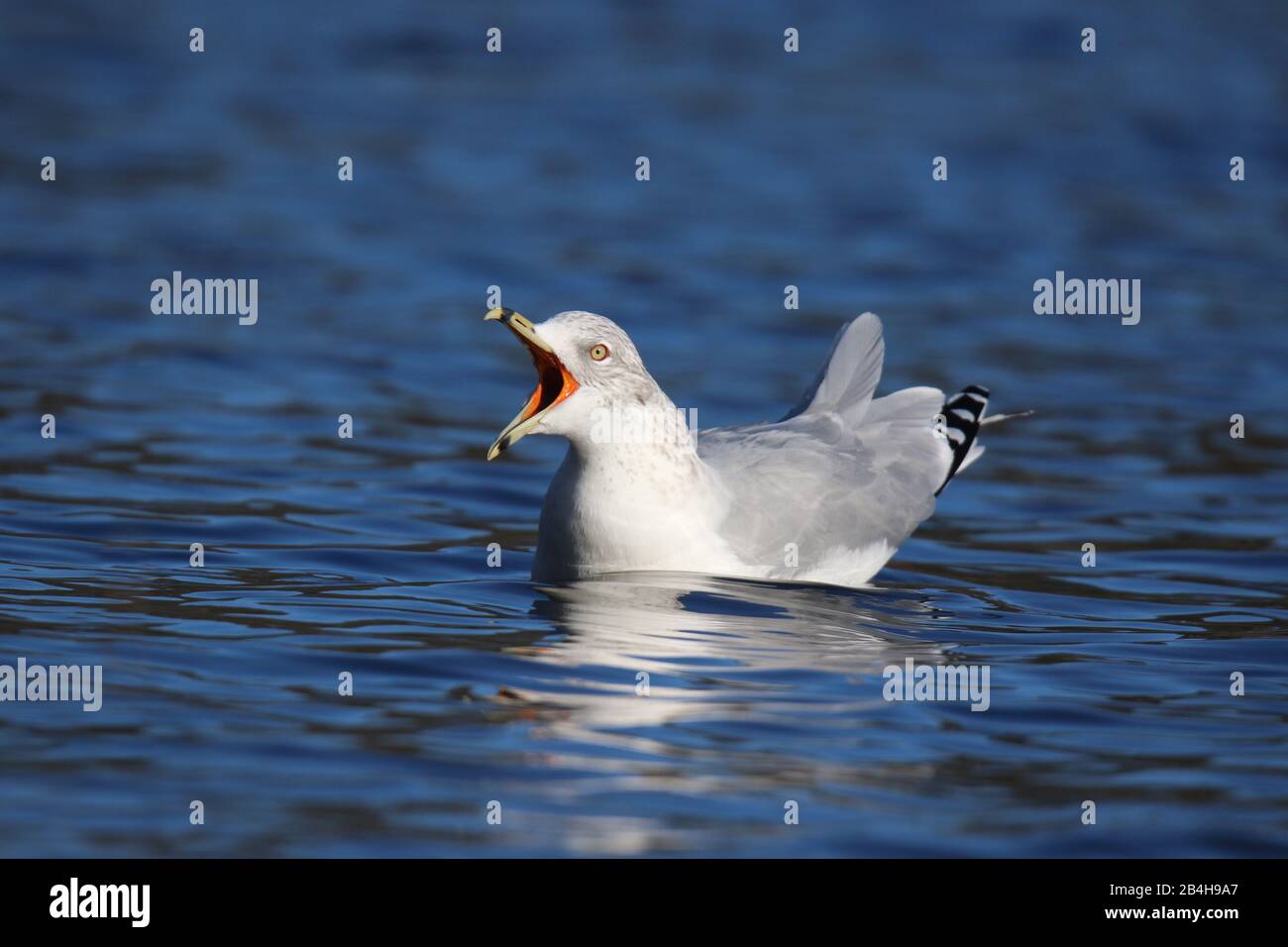 A ring billed gull Larus delawarensis with an open bill Stock Photo