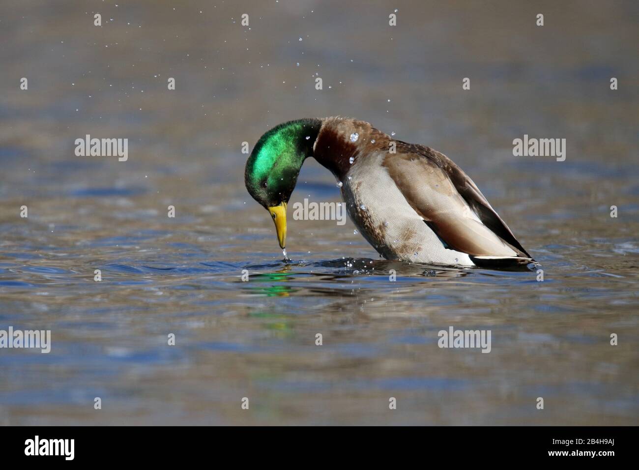 A drake mallard duck Anas platyrhynchos courtship behavior Stock Photo