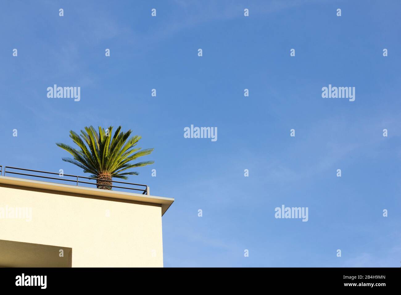 Palm on roof terrace in front of blue sky Stock Photo