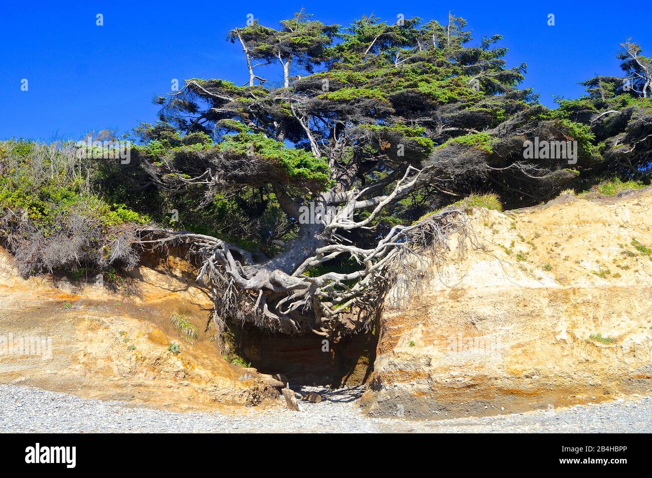 Kalaloch Tree of Life Stock Photo - Alamy