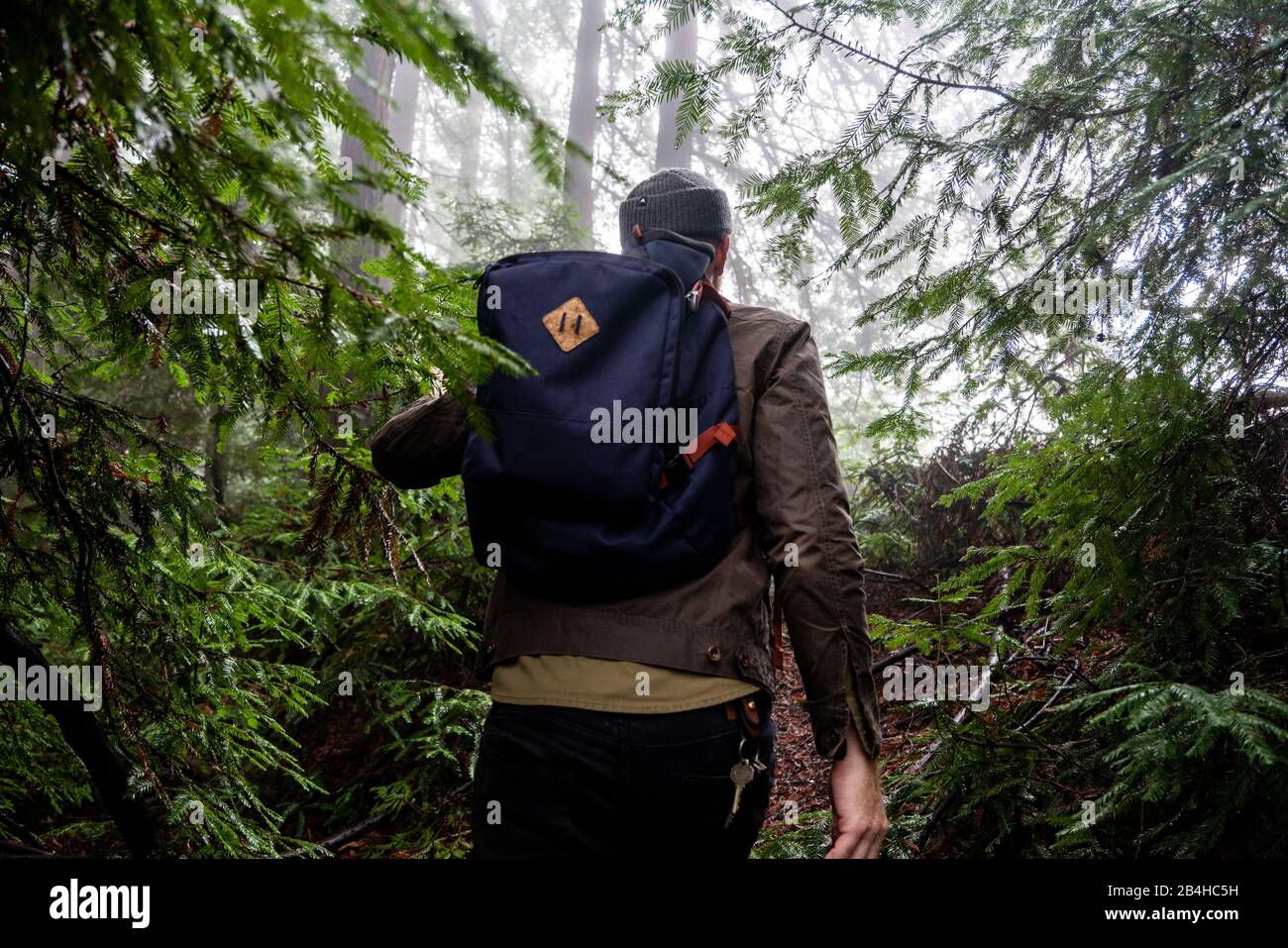 Man with backpack passes through pine trees into misty forest clearing Stock Photo