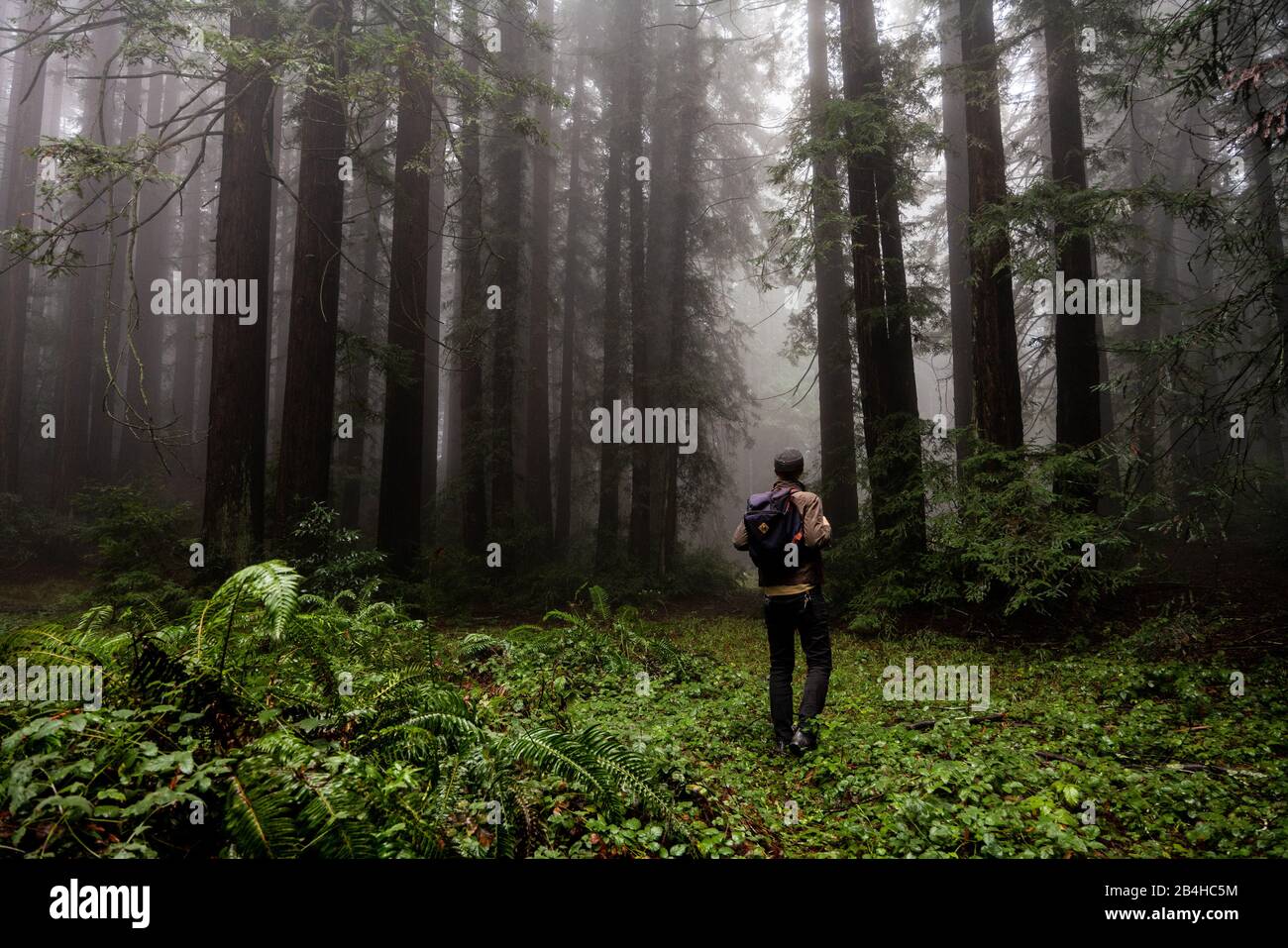Man Walking Through Ferns High Resolution Stock Photography and Images ...