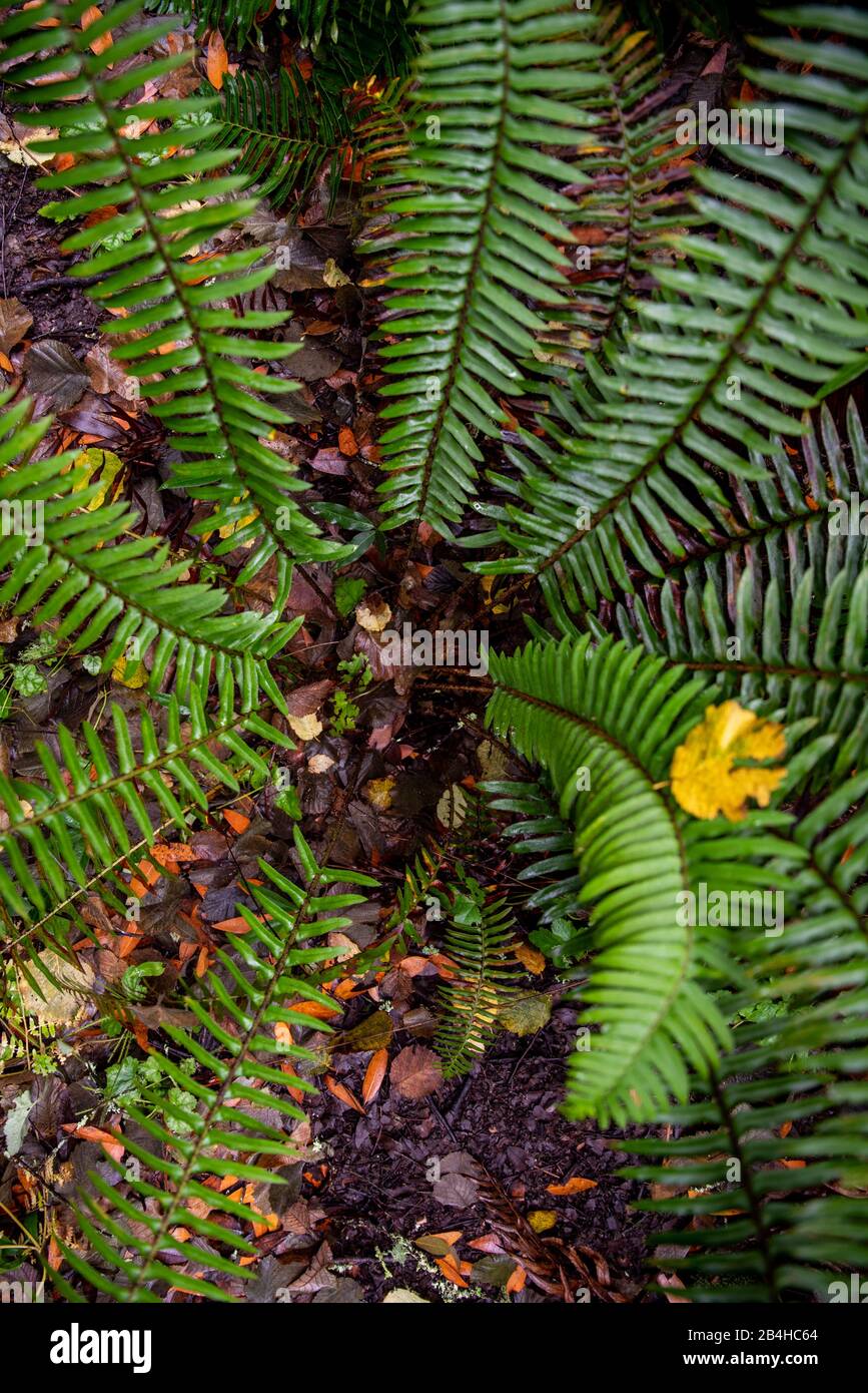 Ferns growing on forest floor hi-res stock photography and images - Alamy