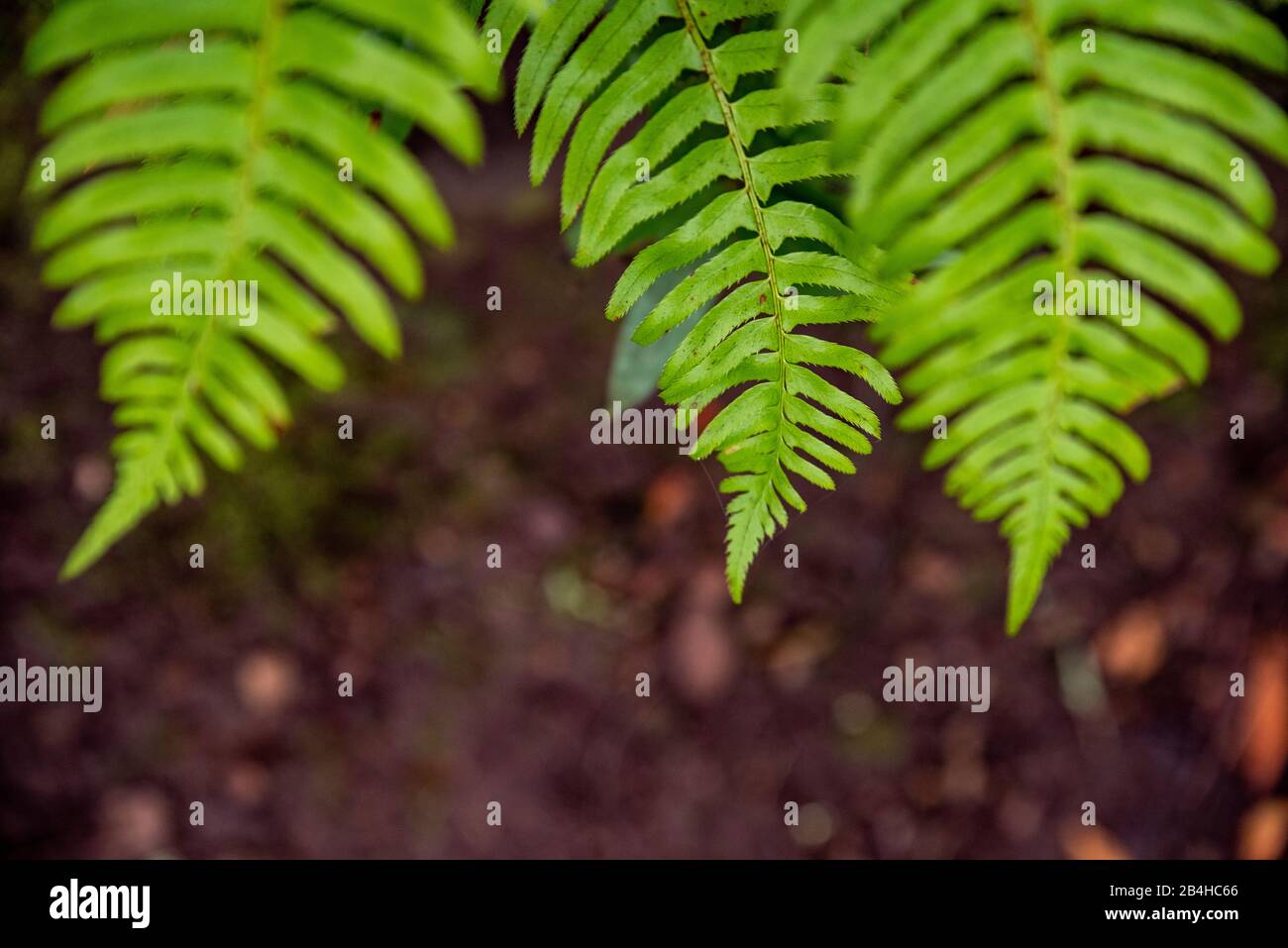 Green ferns fronds with center fern in focus over the forest floor Stock Photo