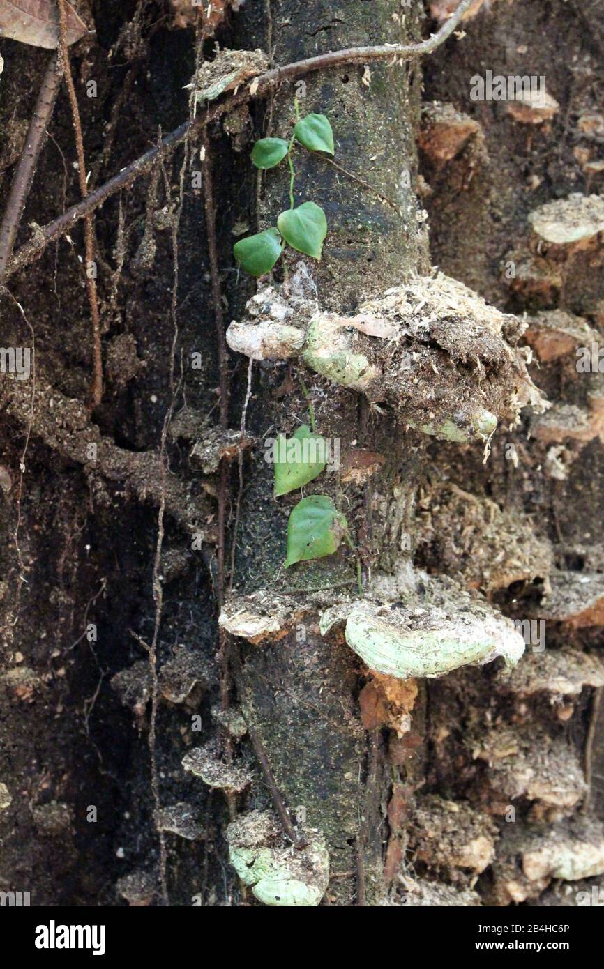 Light brown shelf mushrooms growing up the side of a tree trunk in the