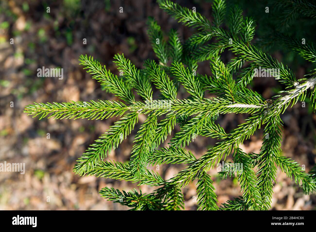 Germany, Baden-Wuerttemberg, branch, needles of the Caucasus spruce, Sapindus spruce, Oriental spruce, Oriental spruce, Picea orientalis. Stock Photo
