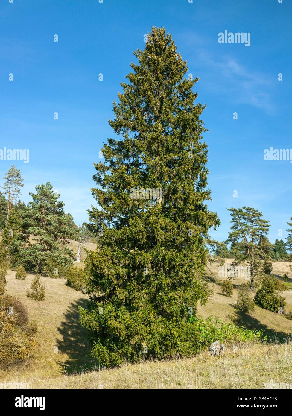 Germany, Baden-Württemberg, Hayingen, Norway spruce, Picea abies in the NSG Digelfeld, a juniper heath on the Swabian Alb. Stock Photo