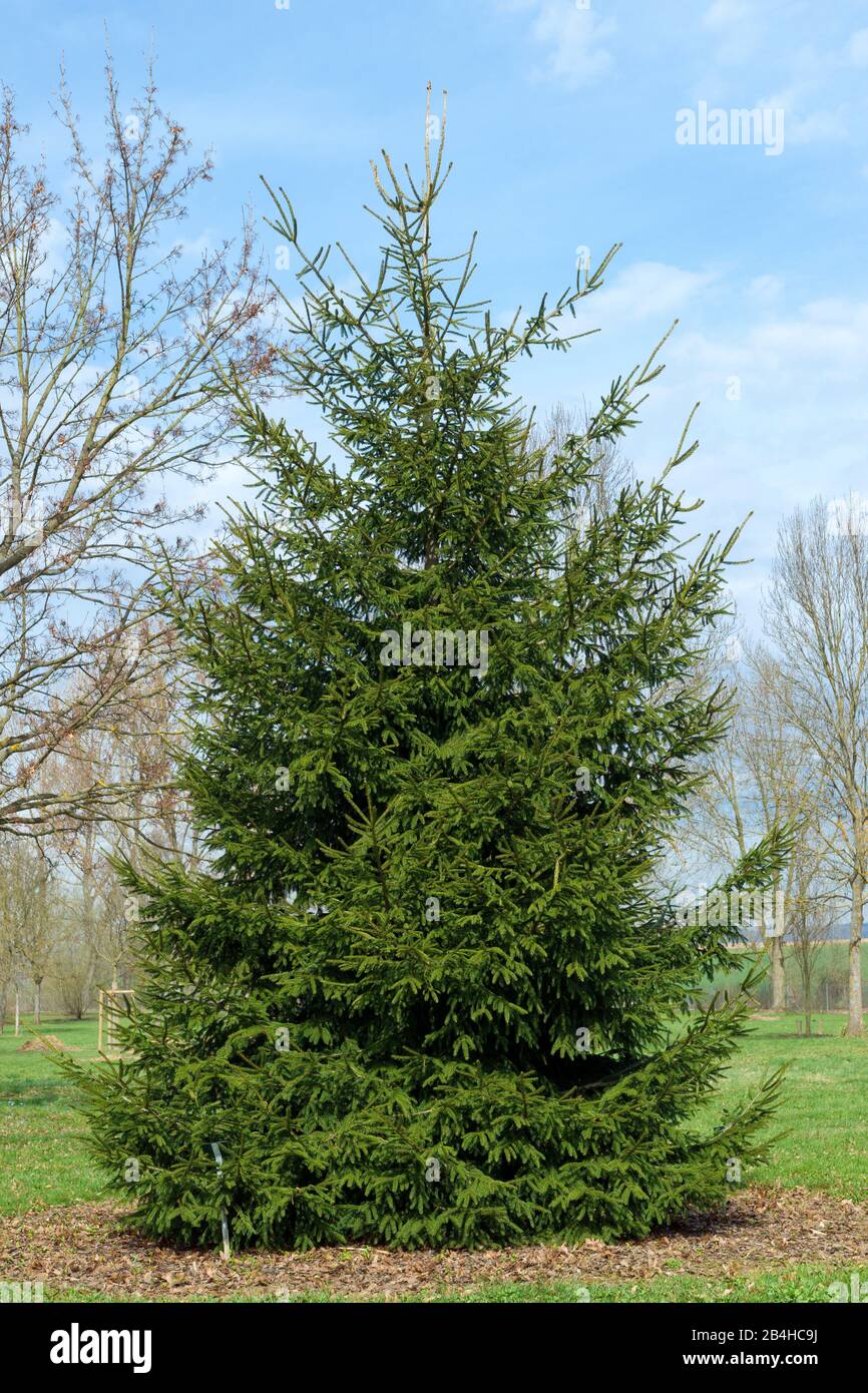 Germany, Baden-Württemberg, Caucasus spruce, Sapindus spruce, Oriental spruce, Oriental spruce, Picea orientalis. Stock Photo