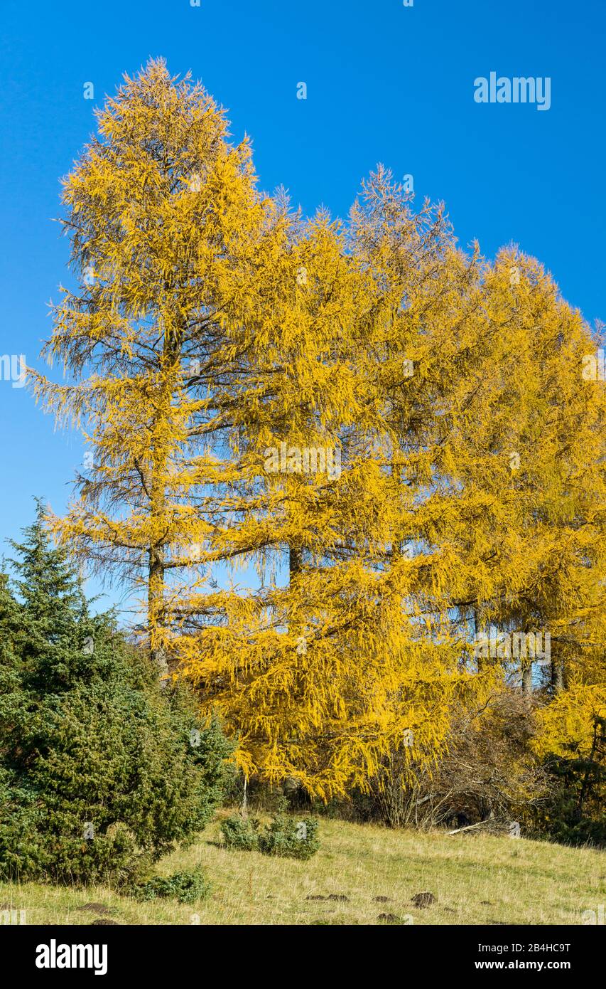 Germany, Baden-Württemberg, Albstadt-Onstmettingen, Swabian Alb, Larch, Autumn. The larch was the tree of the year 2012. Stock Photo