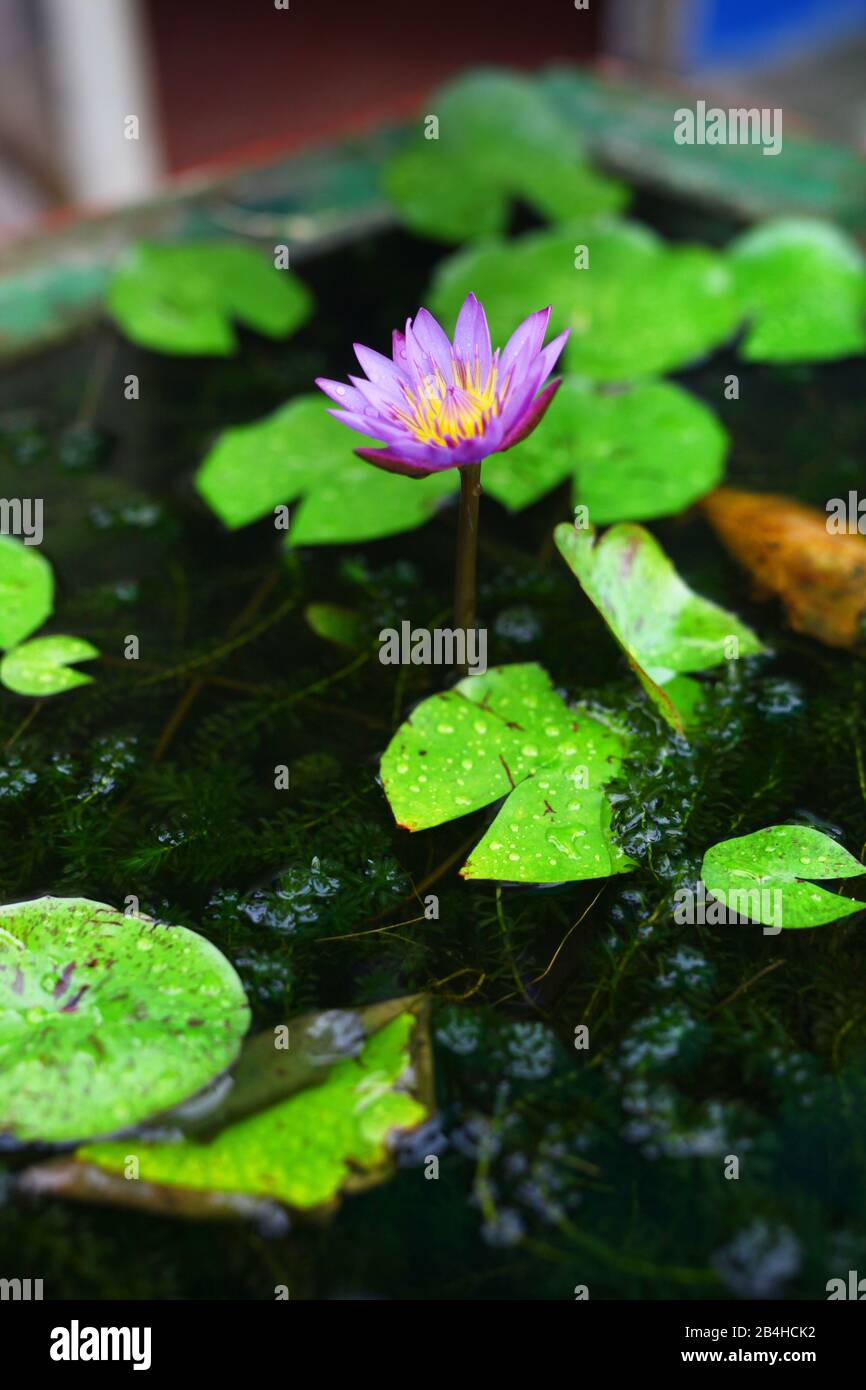 Lotus flower pond hires stock photography and images Alamy