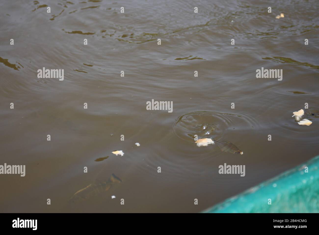 Piranhas eating bread in a murky oxbow lake in Tambopata, Madre de Dios, Peru Stock Photo