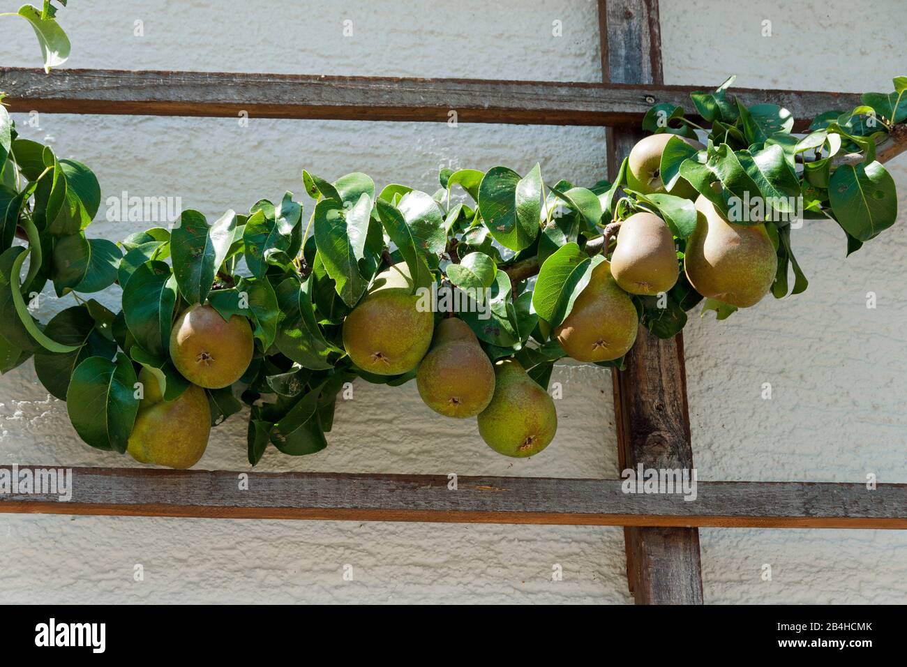 Germany, Baden-Württemberg, Schwäbisch Gmünd-Degenfeld, pears hang on the pear trellis tree at the house wall. Stock Photo