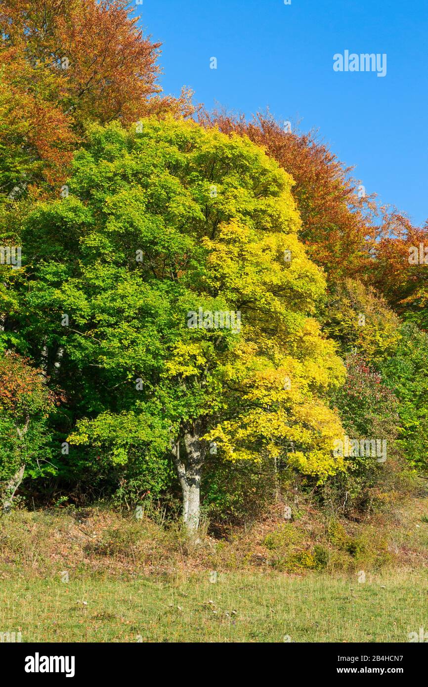 Germany, Baden-Württemberg, Neuffen, maple with colorful autumn foliage on the Neuffener Steige. Stock Photo