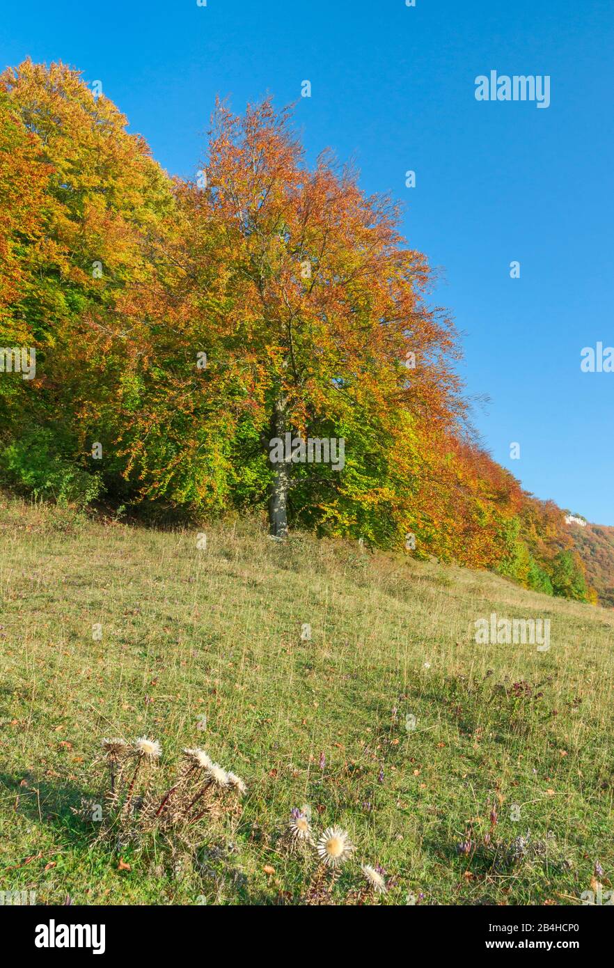 Germany, Baden-Wuerttemberg, Neuffen, red beech with colorful autumn leaves on the Neuffener Steige. Stock Photo