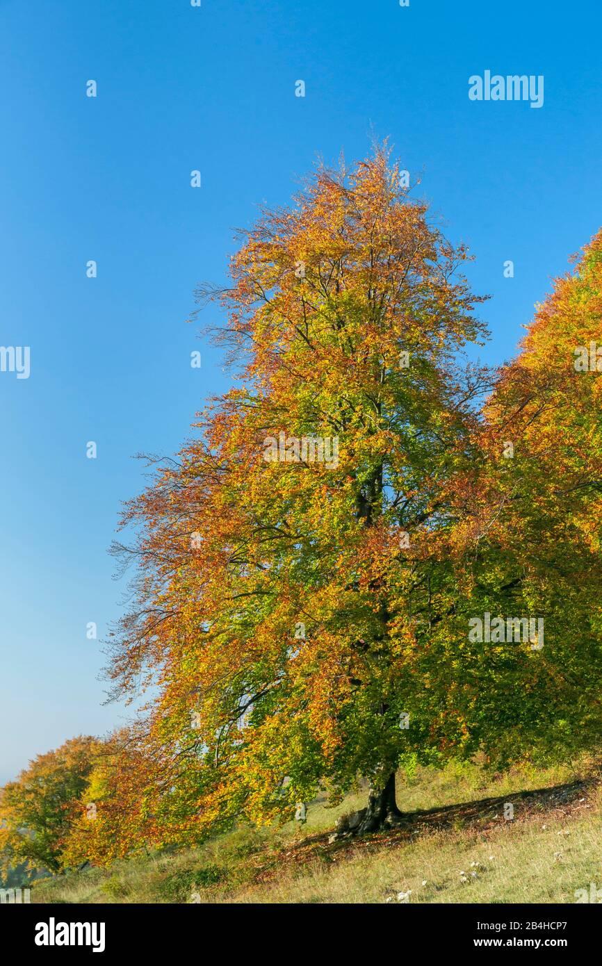 Germany, Baden-Wuerttemberg, Neuffen, red beech with colorful autumn leaves on the Neuffener Steige. Stock Photo