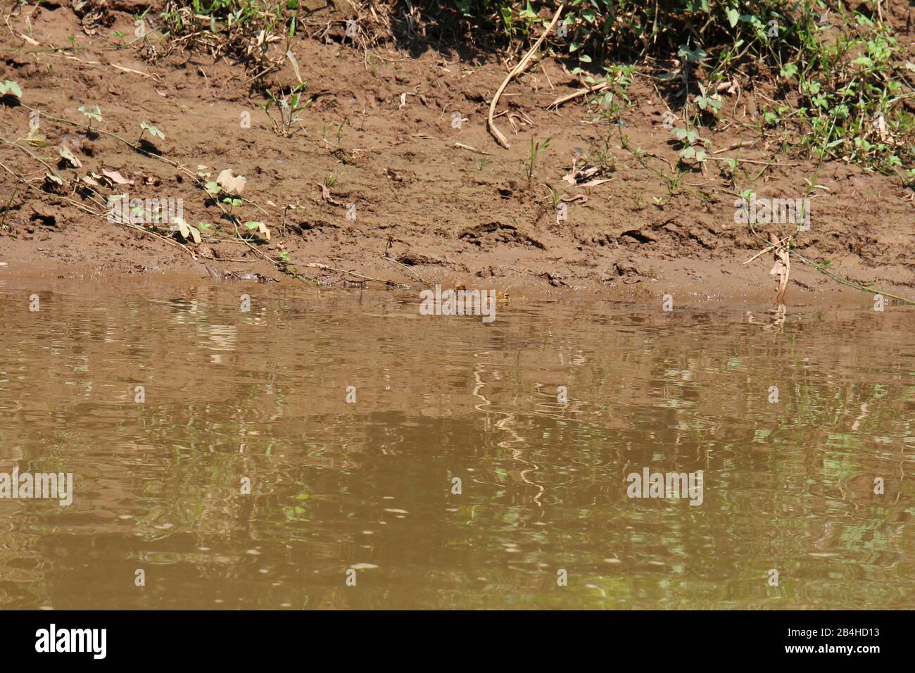 A Caiman, alligatorid crocodilian, in the water of Rio Tambopata near the shoreline in Tambopata National Reserve, Puerto Maldonado, Peru Stock Photo