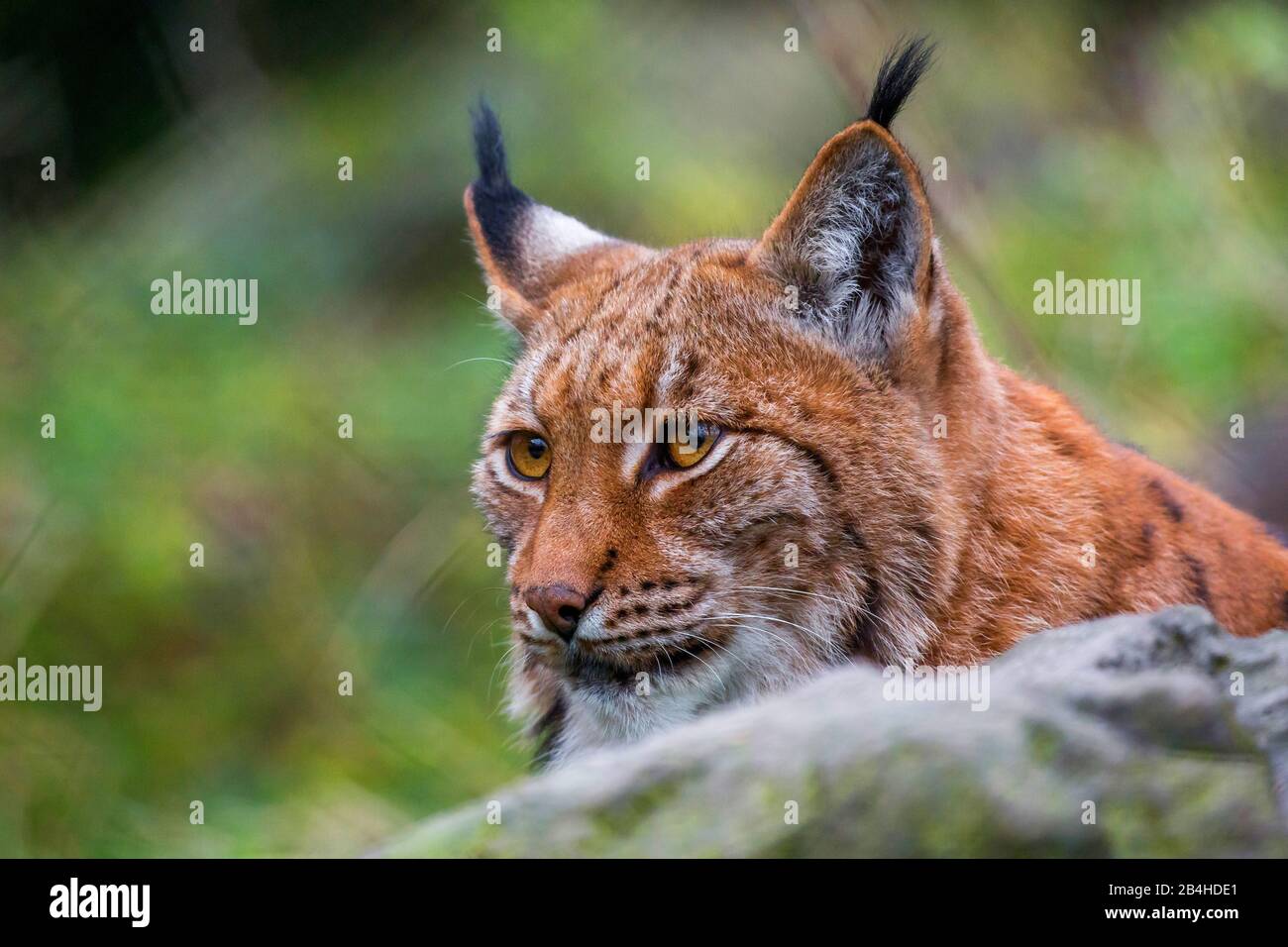 Eurasian lynx (Lynx lynx), male, portrait Stock Photo