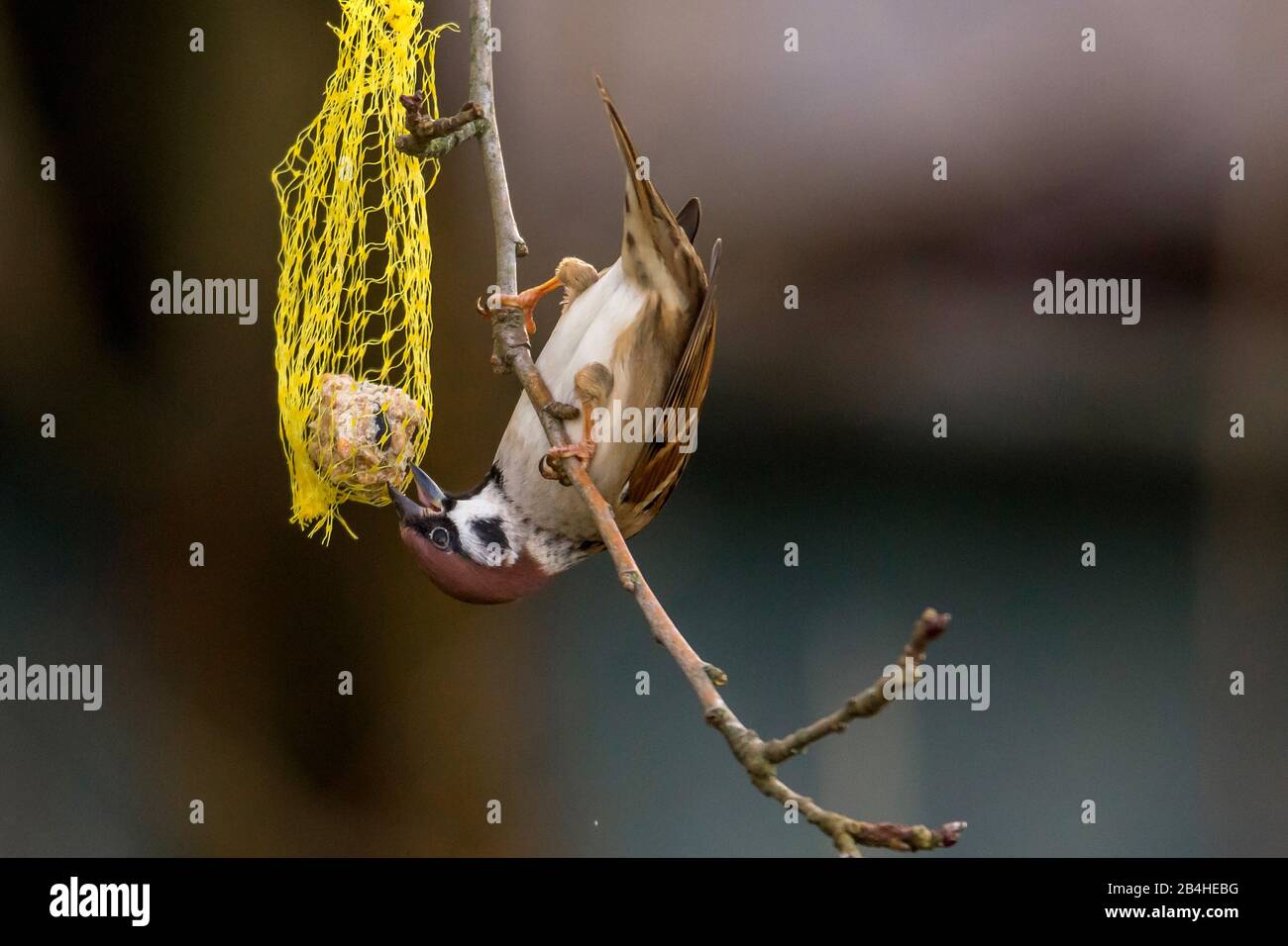 Eurasian tree sparrow (Passer montanus), feeding headlong at a fat ball, acrobatic, Germany, Bavaria, Niederbayern, Lower Bavaria Stock Photo