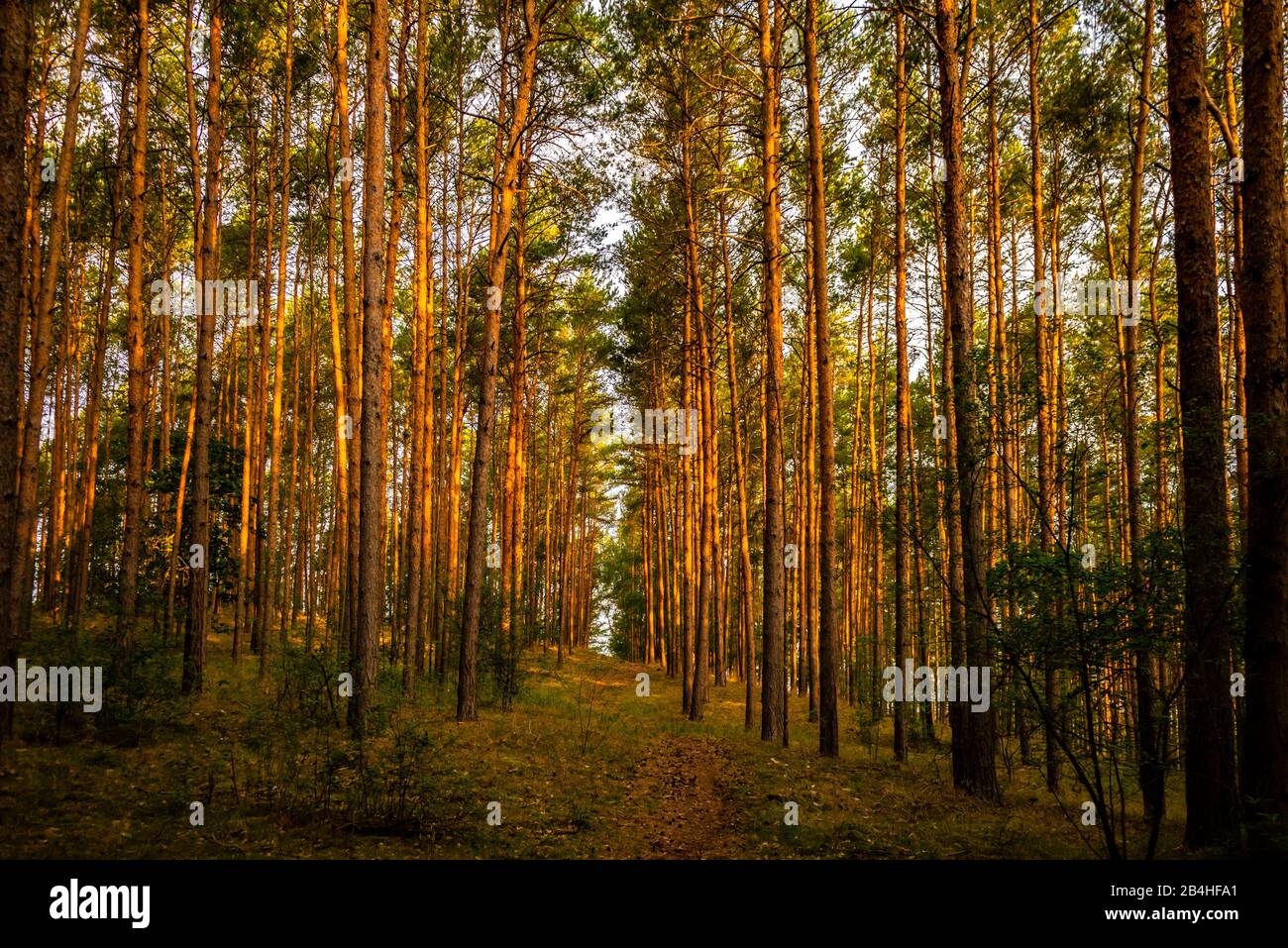 Conifers in summer hi-res stock photography and images - Alamy